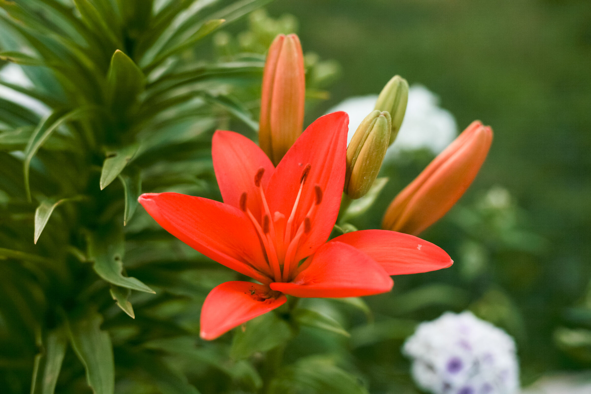 Flowers2