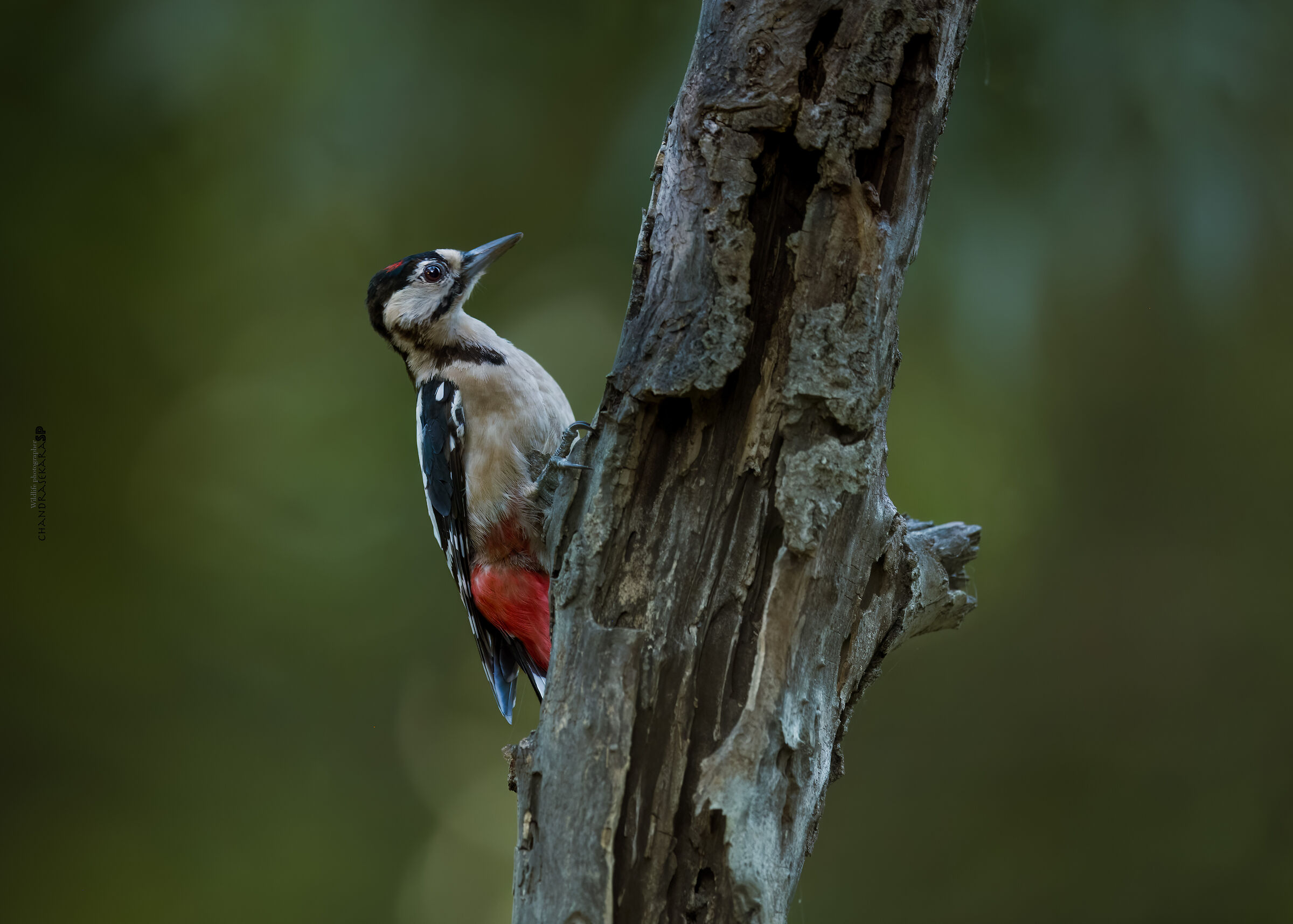 spotted woodpecker