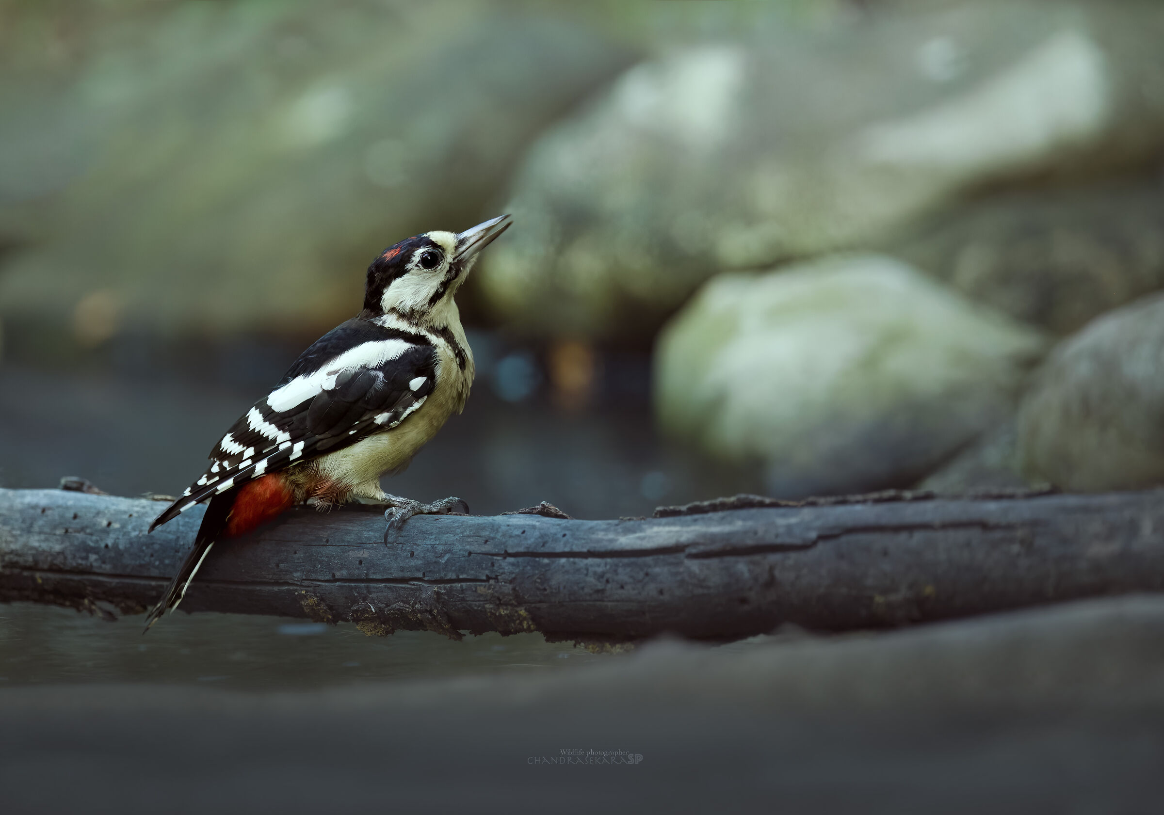 spotted woodpecker
