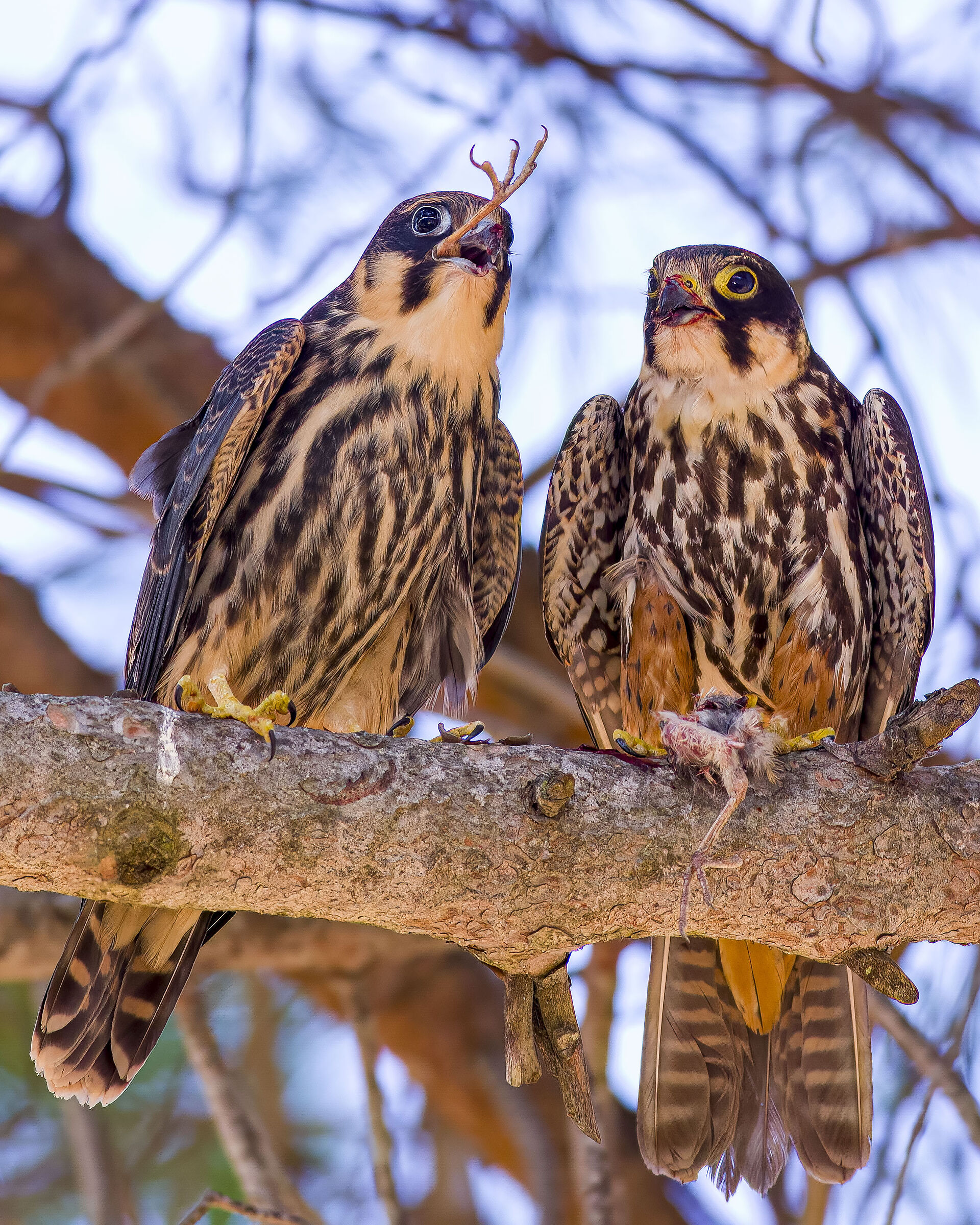 Adult and young lodolaio with prey