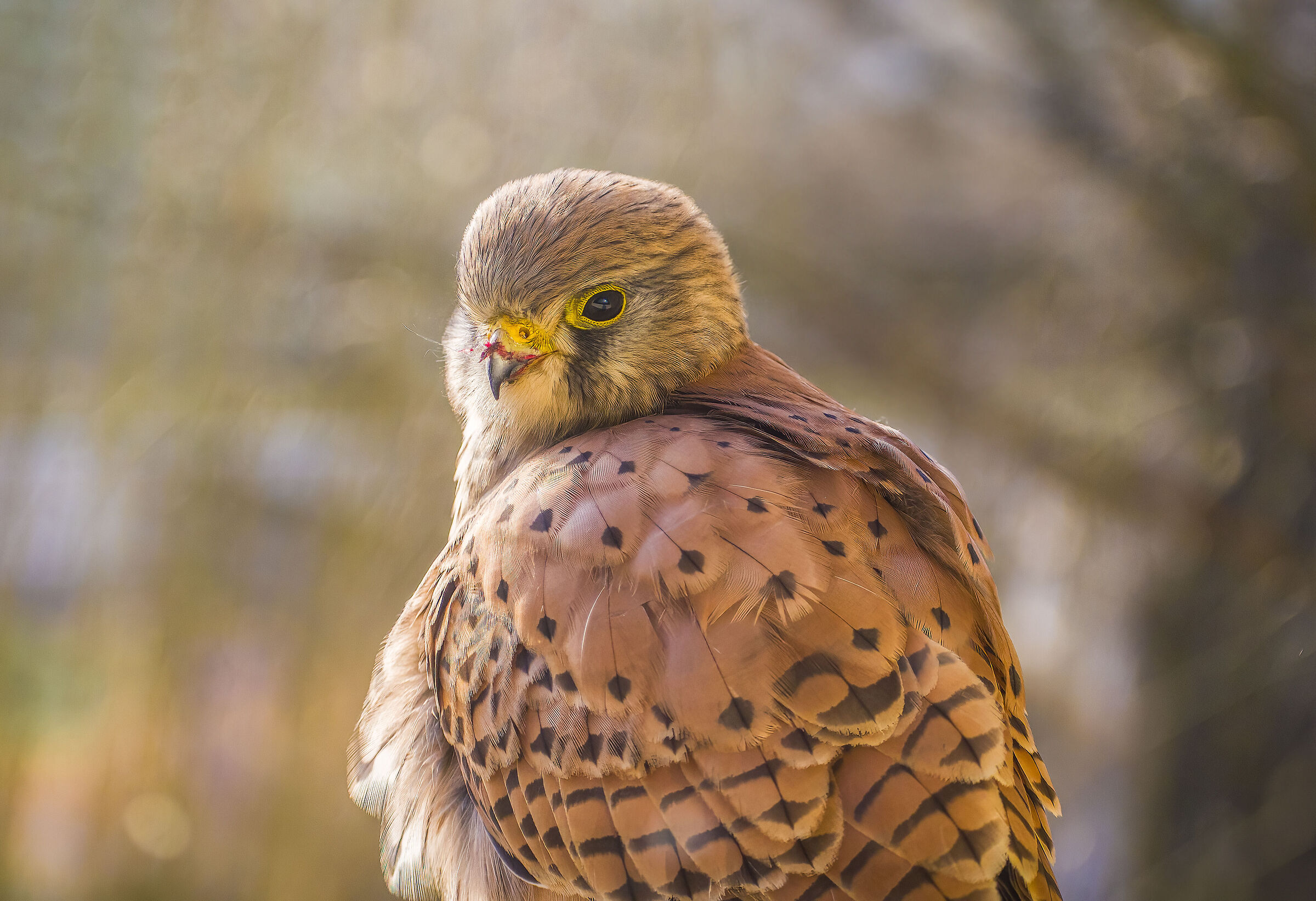 Gheppio sul davanzale della finestrella