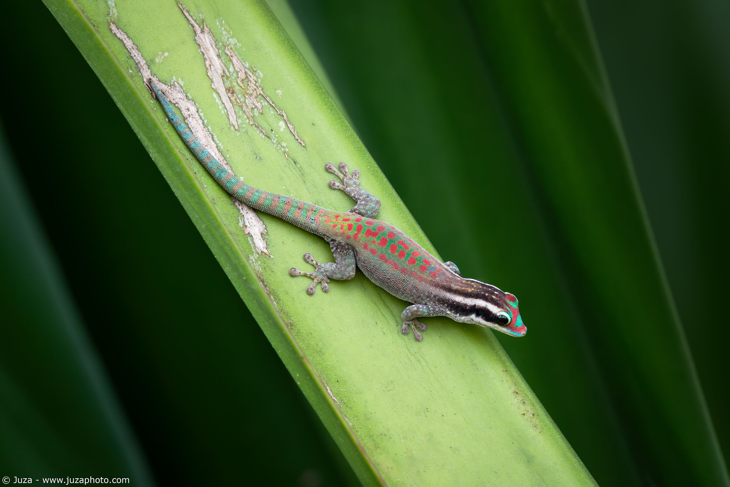 Ornate Day Gecko (Phelsuma ornata)