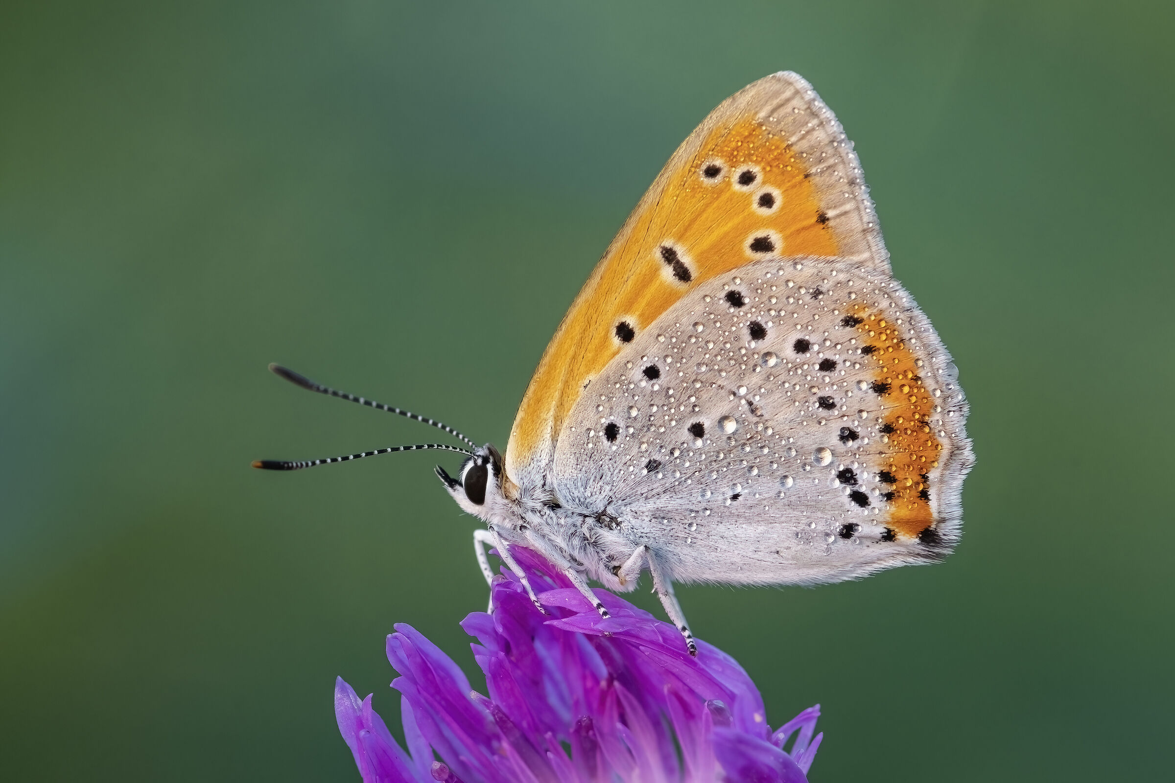 Lycaena dispar
