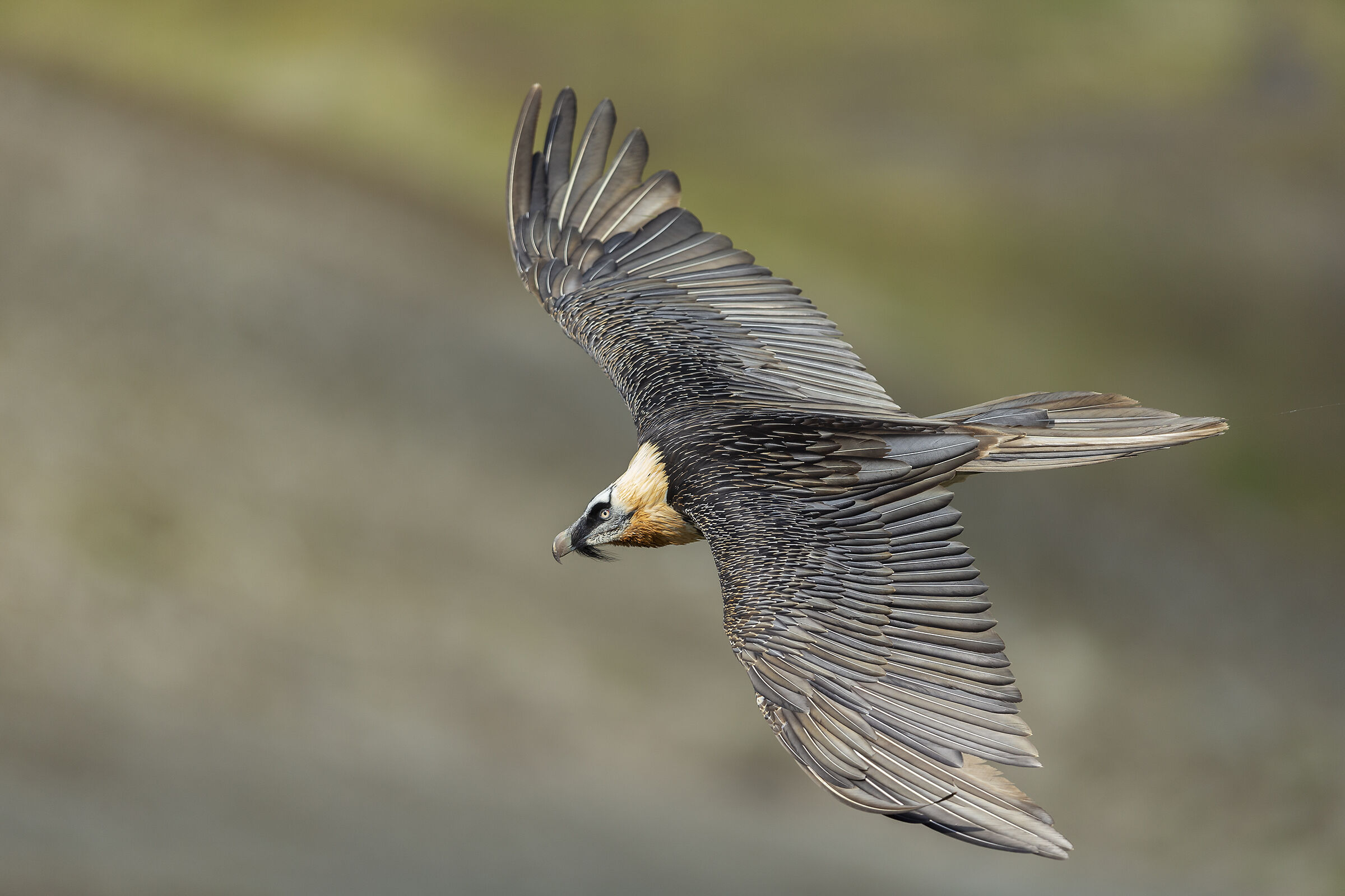 Bearded vulture