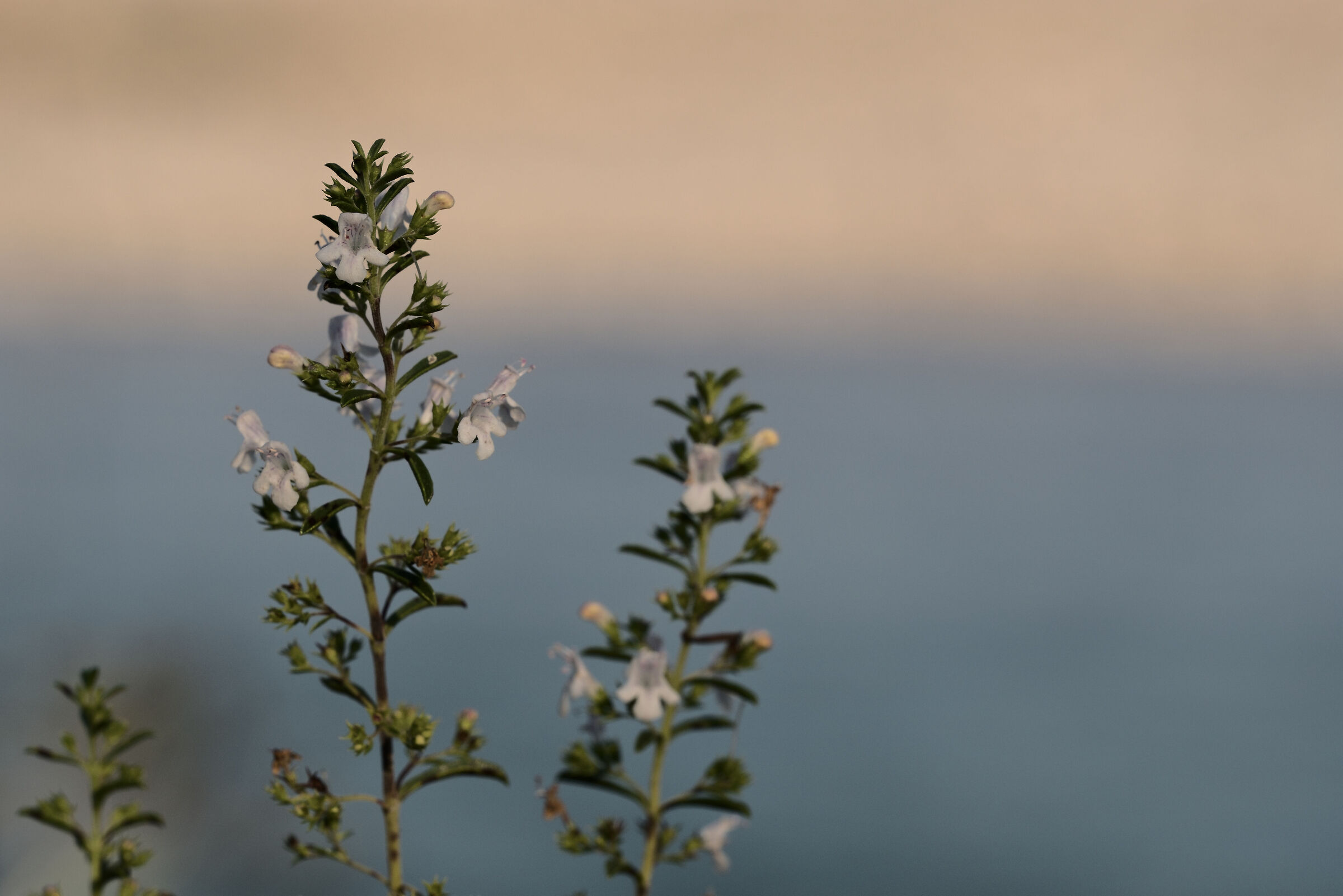 Satureja montana - Forgaria (UD)