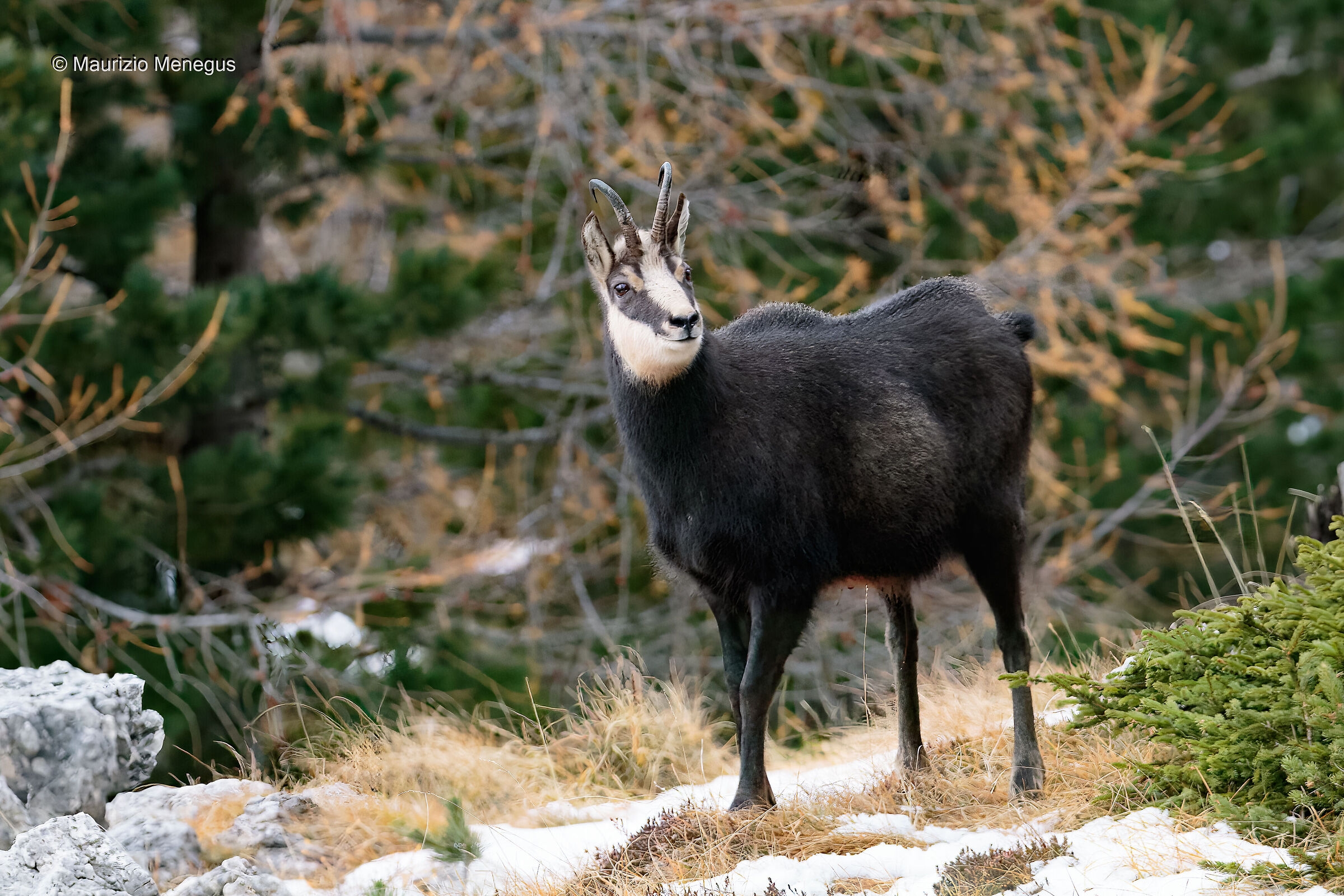 Camoscio maschio a novembre