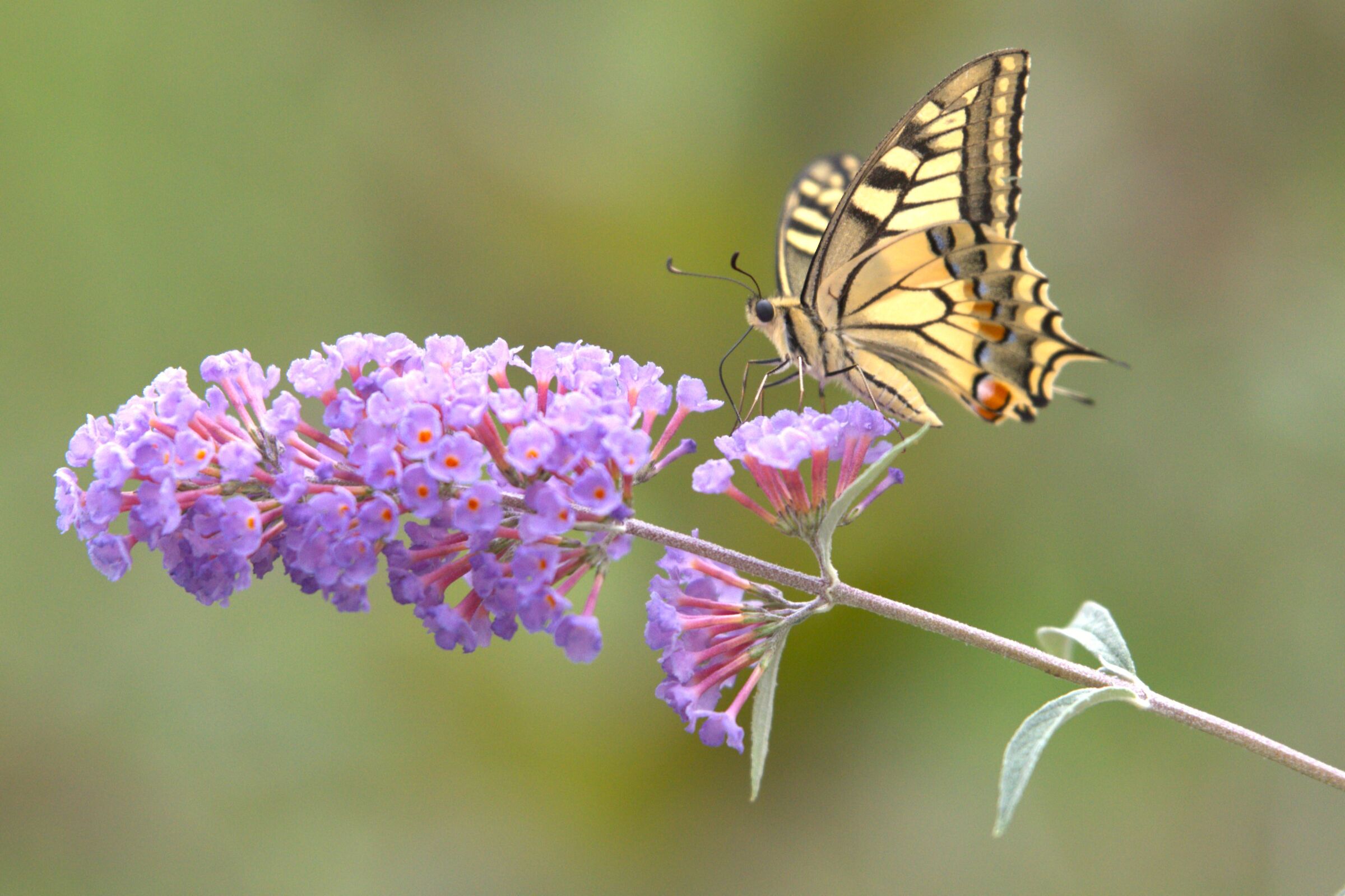 scarce swallowtail