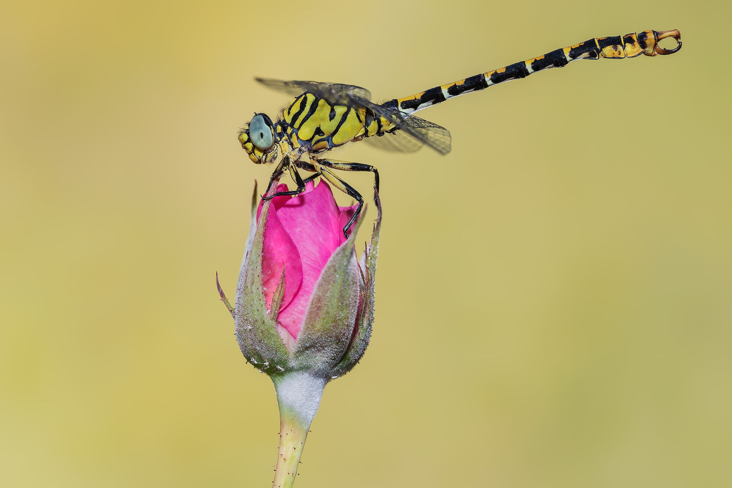 Onychgomphus forcipatus