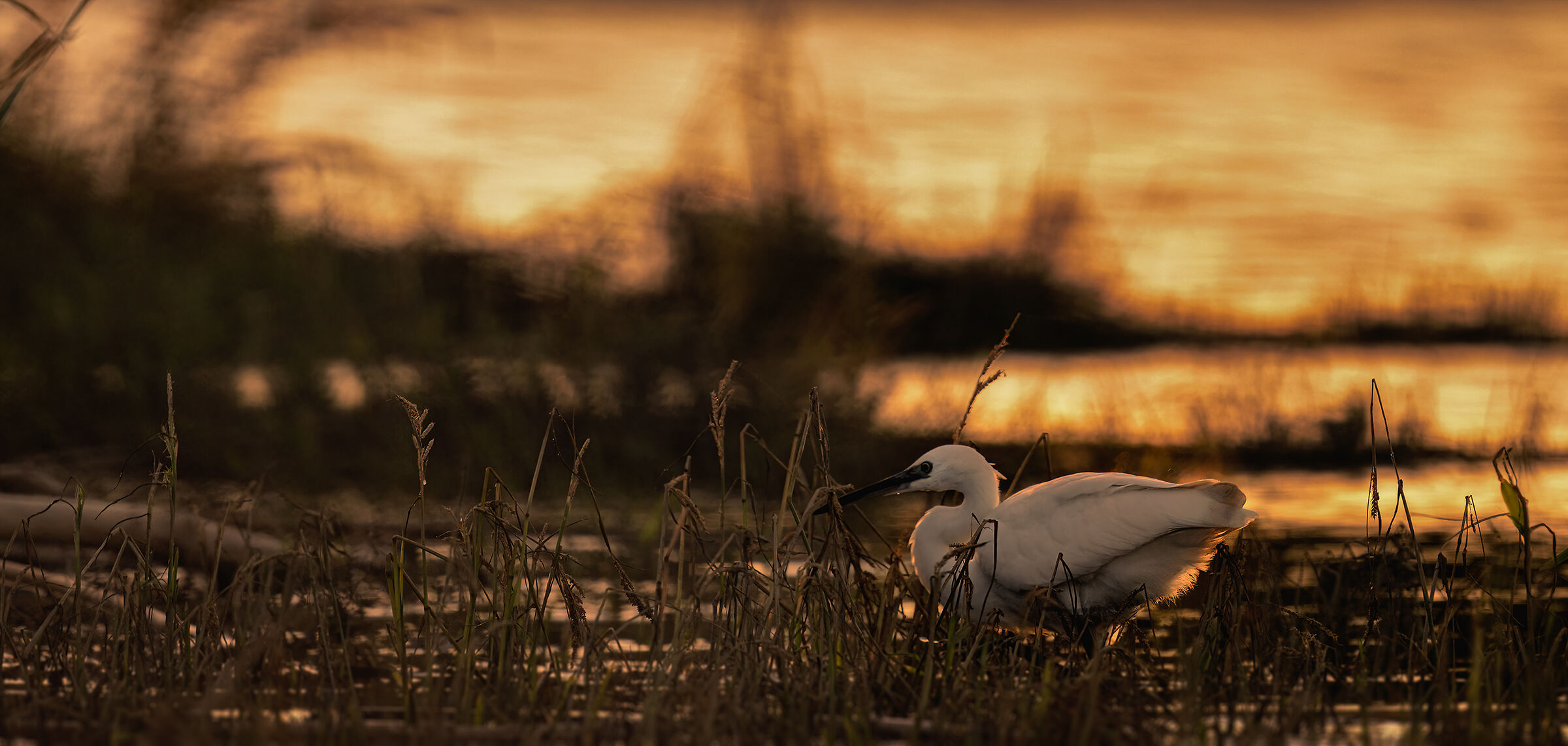 Egret