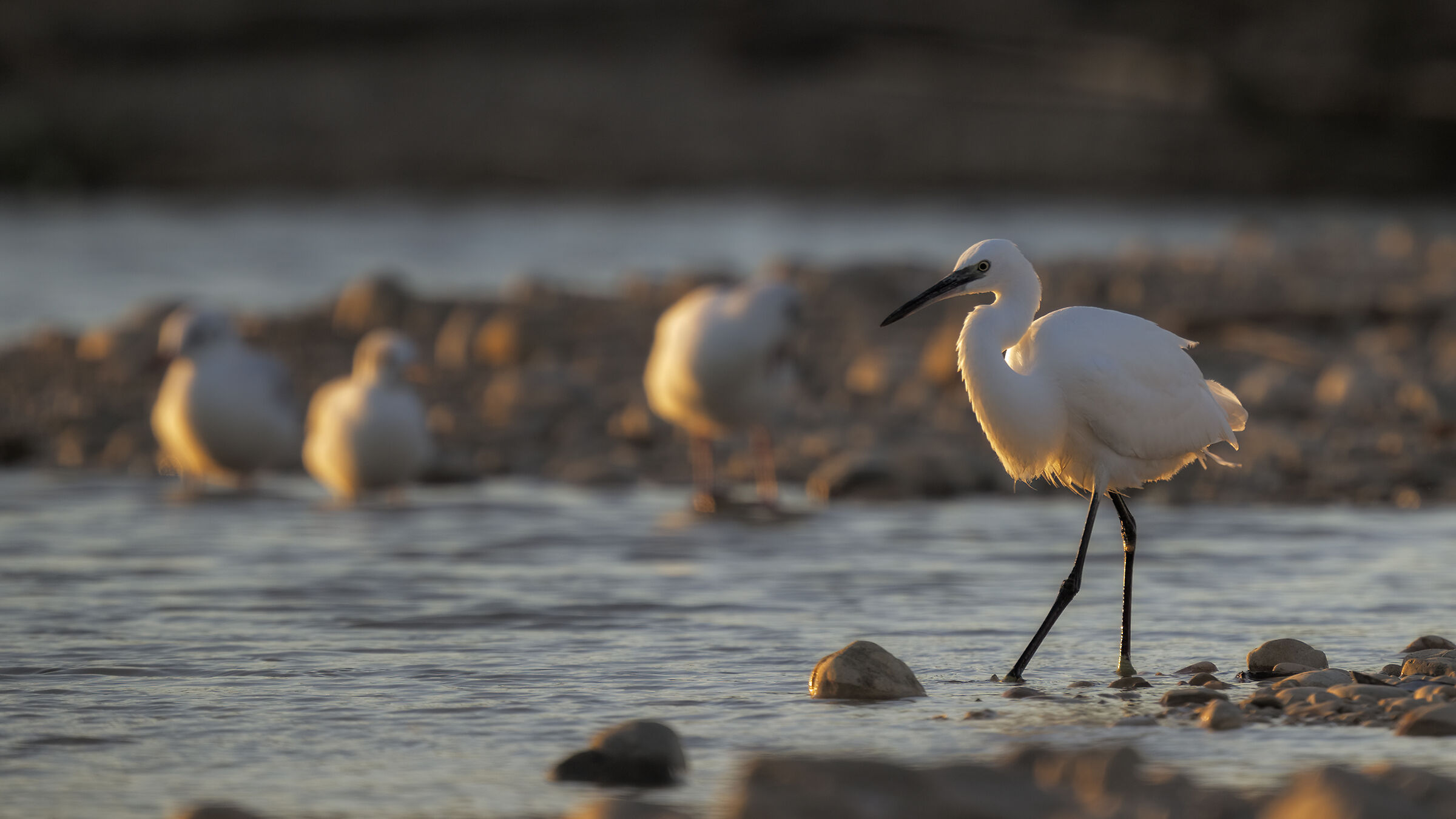 Egret