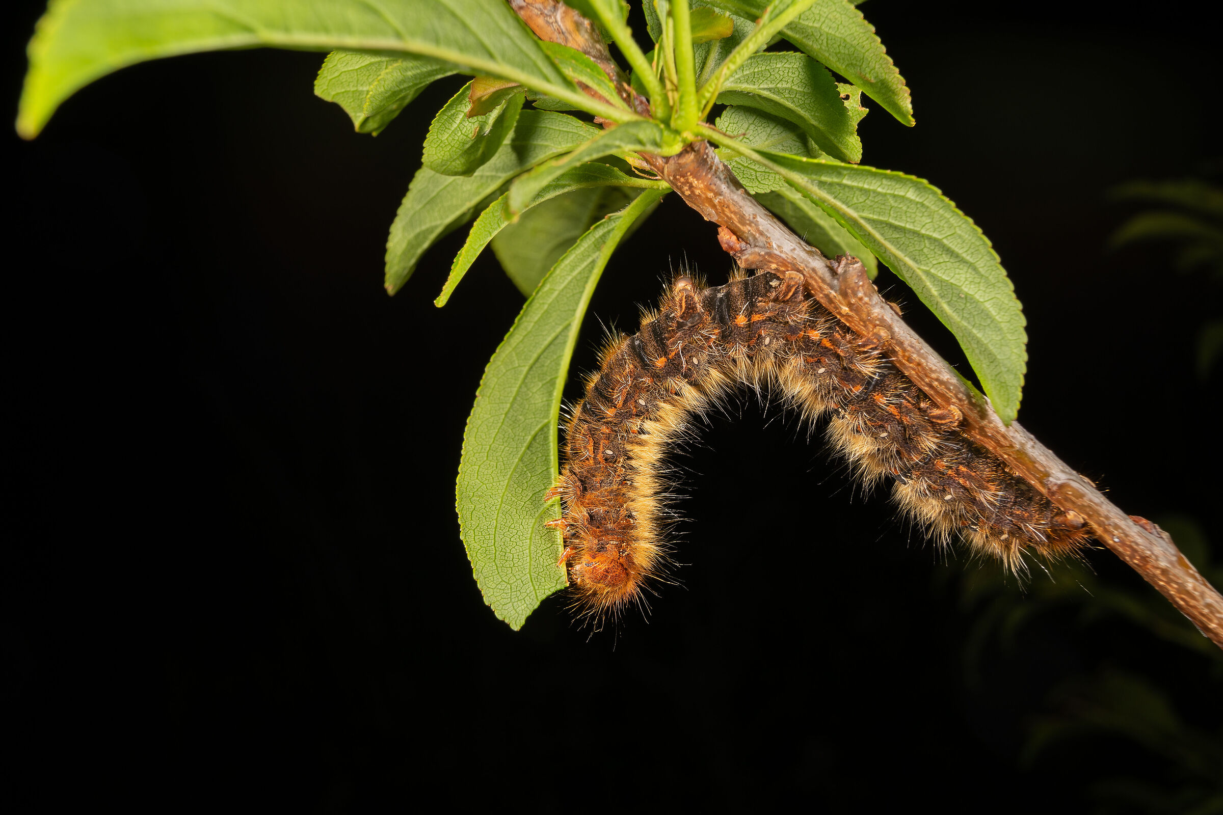 Lasiocampa quercus, caterpillar