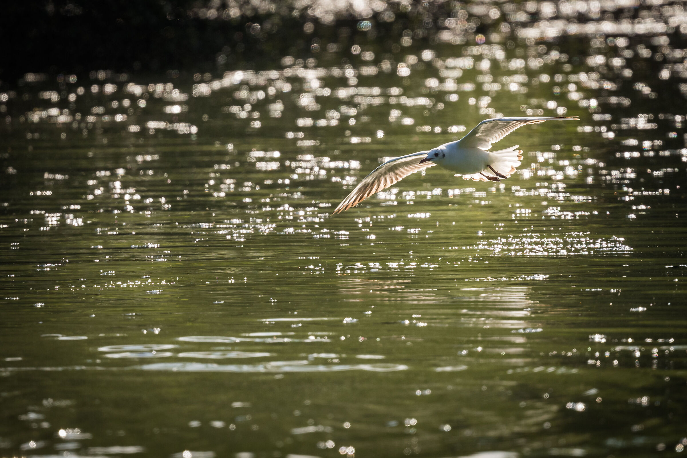In flight