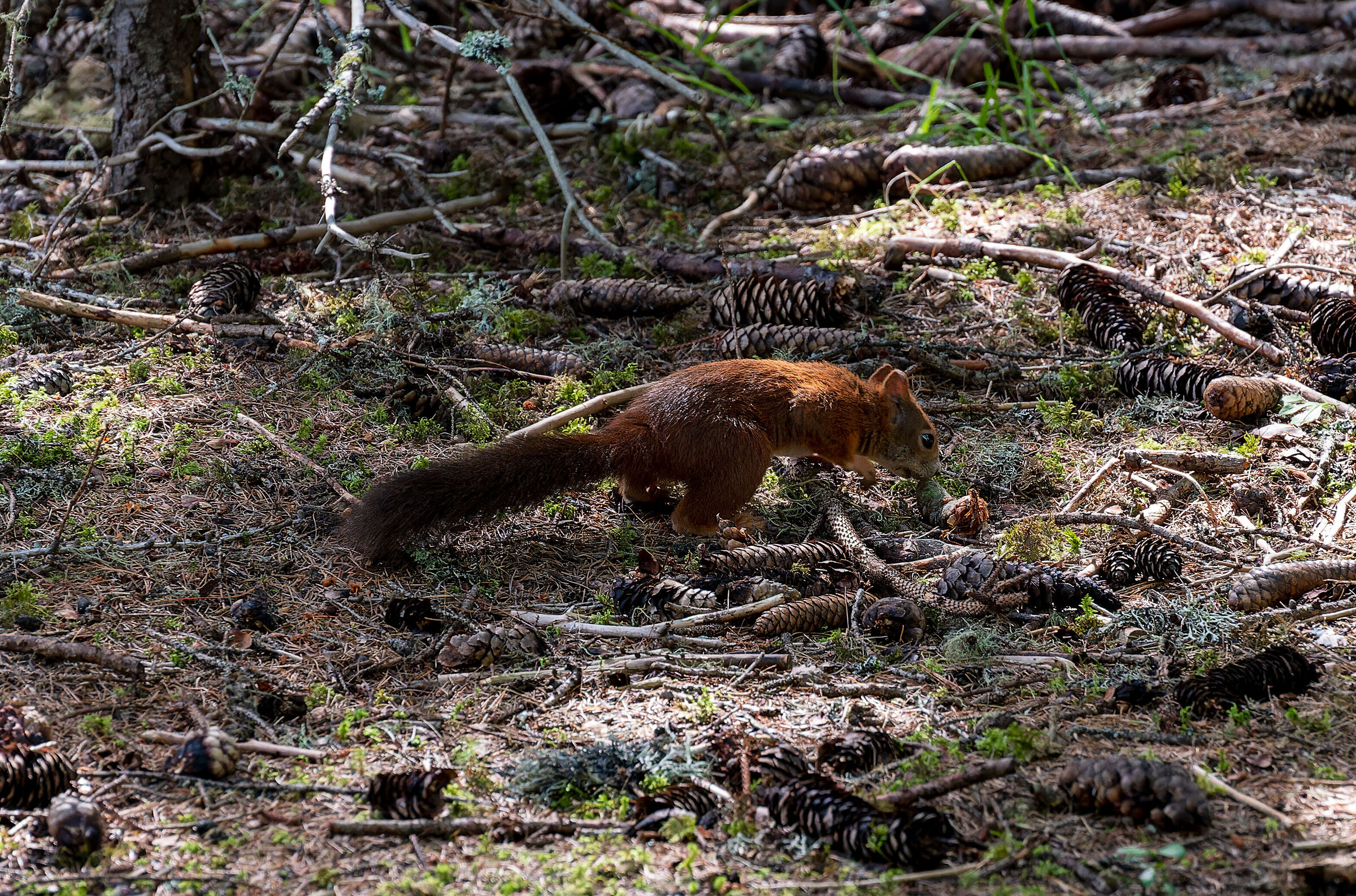 Ricerca di scorte per l'inverno