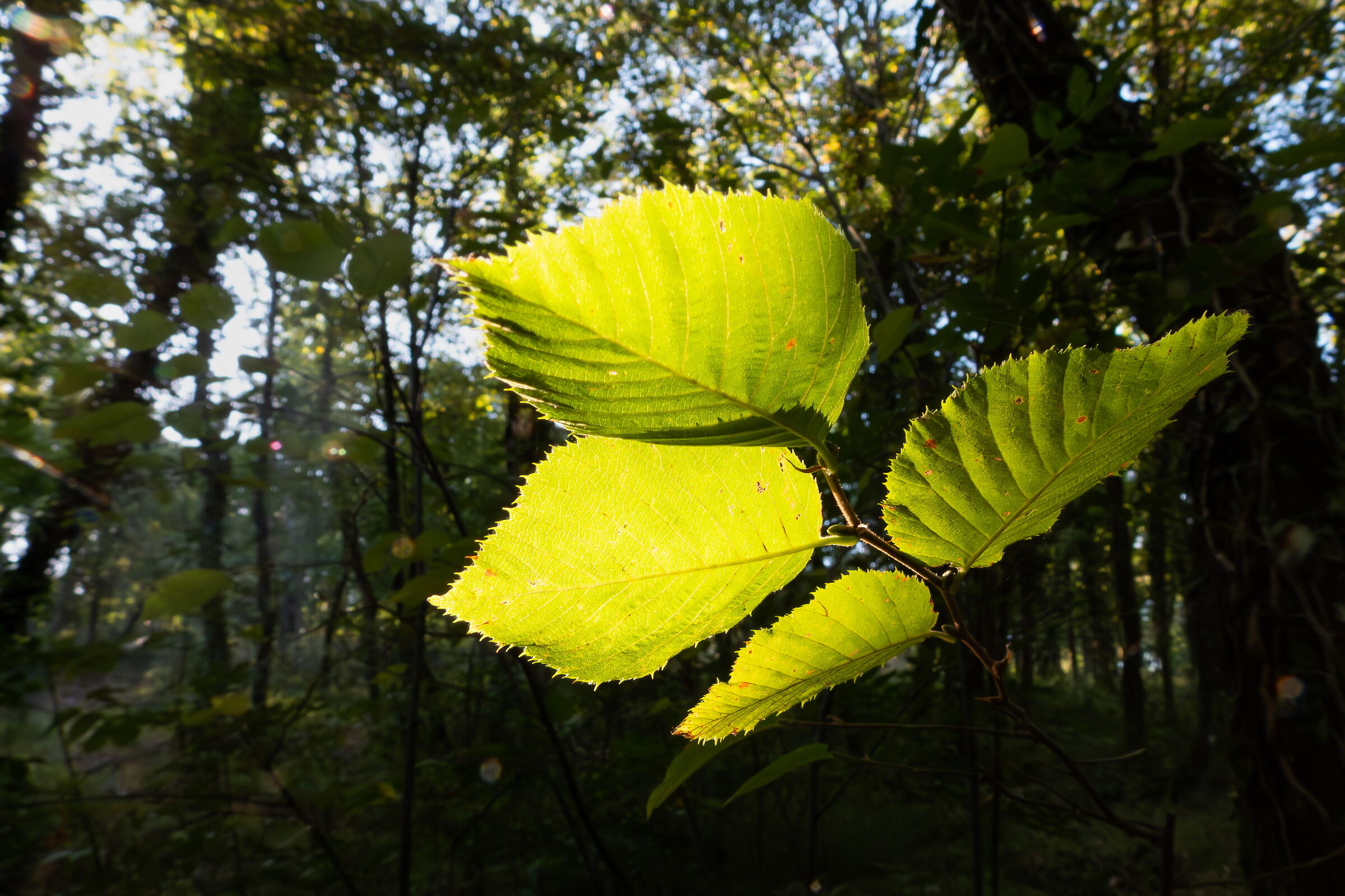 Close-up set with Coolpix p1000 (32)