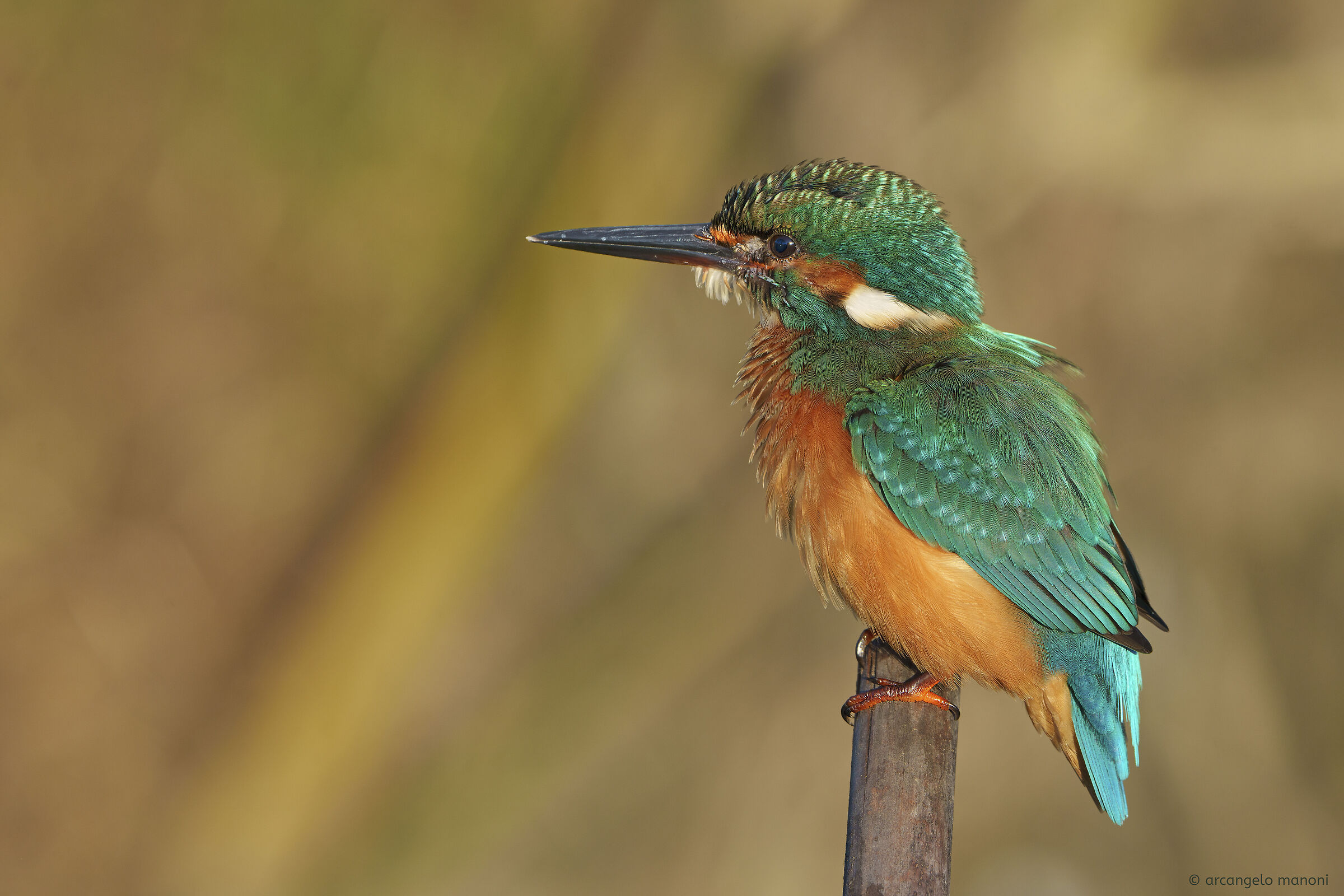 Luce speciale per il martino
