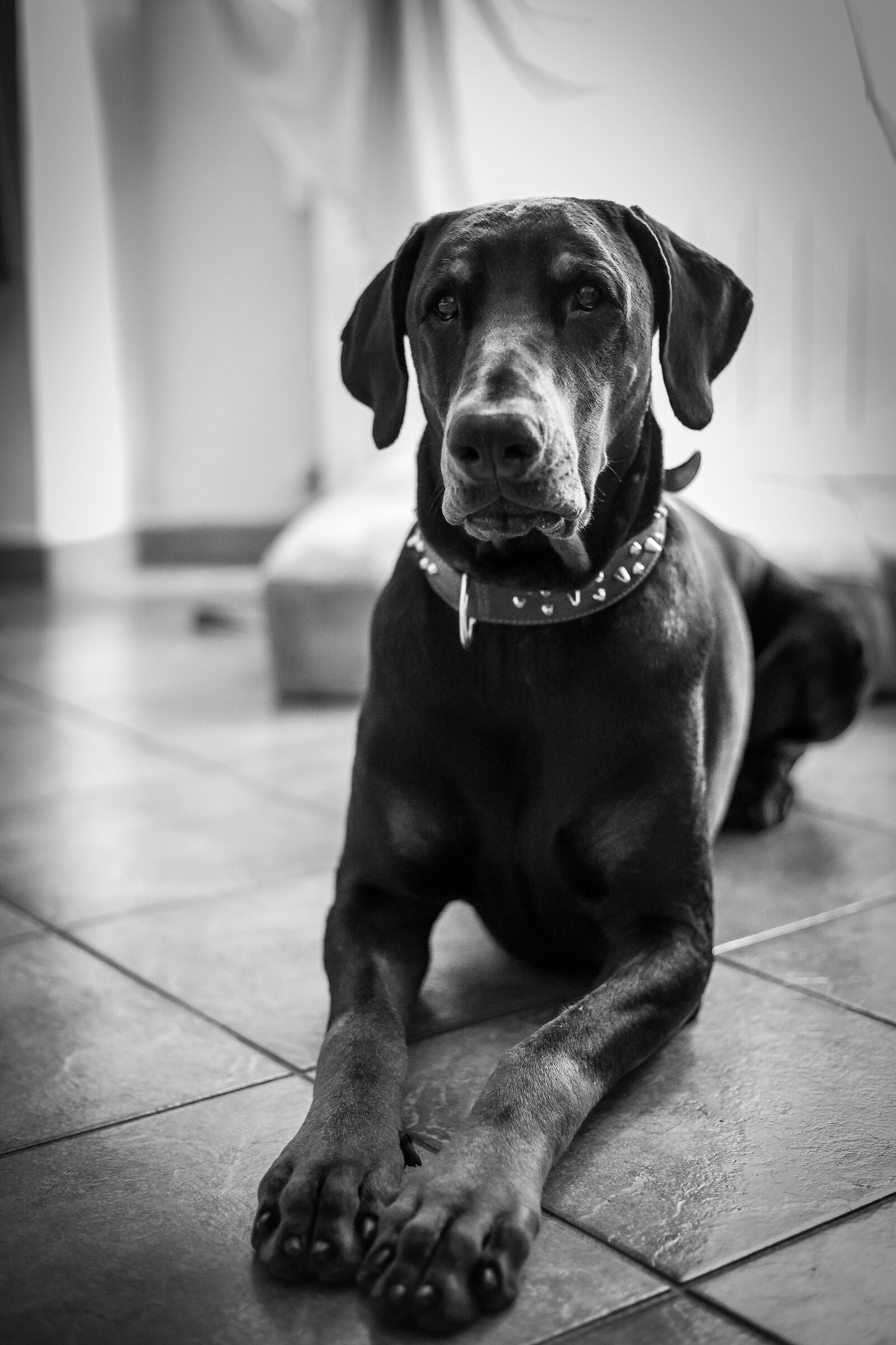 Il Migliore Amico…