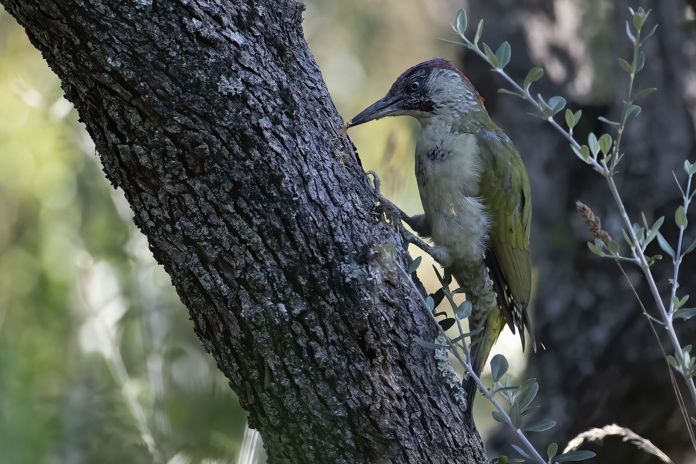 Young green woodpecker