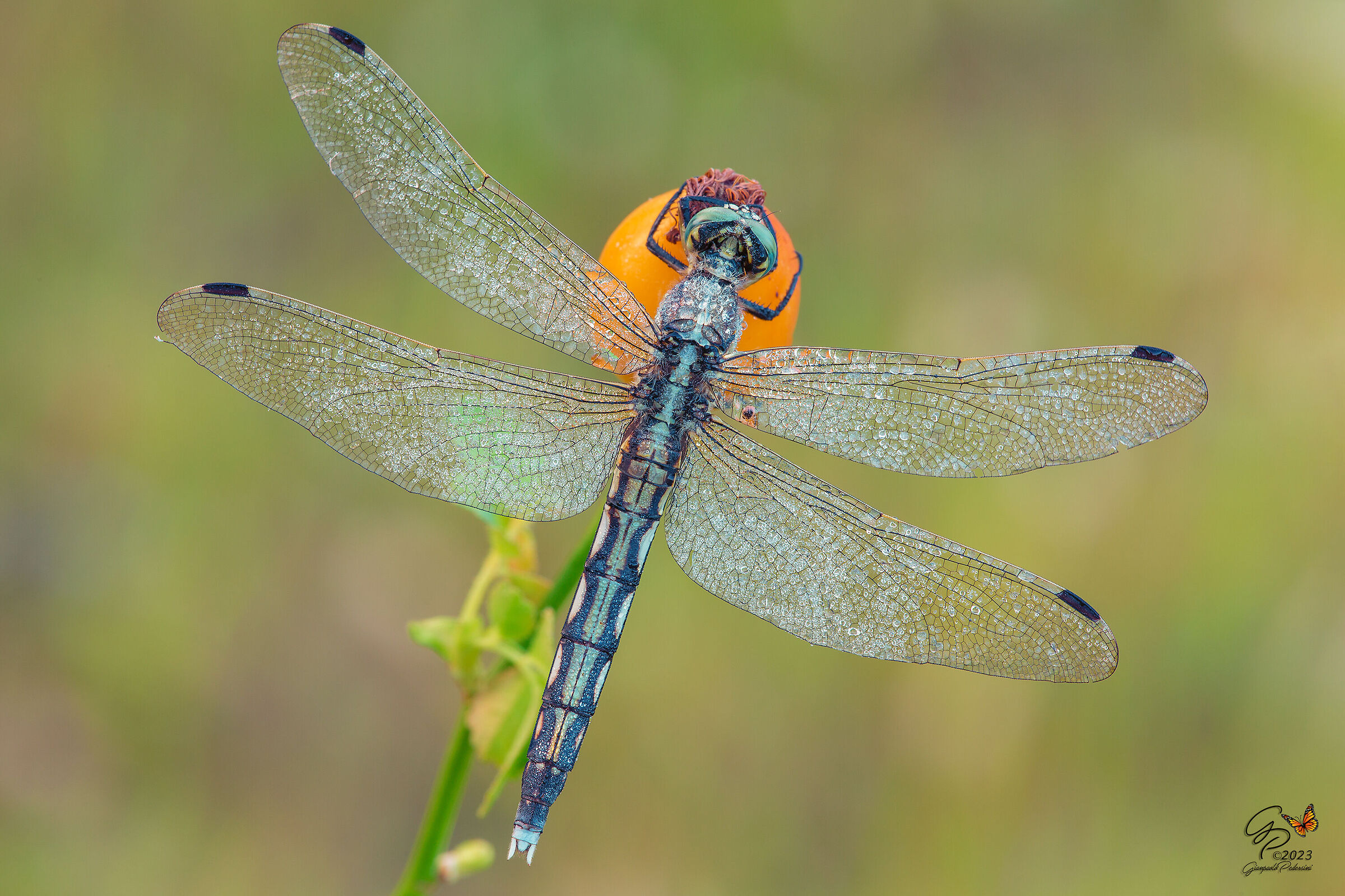 Orthetrum albistylum