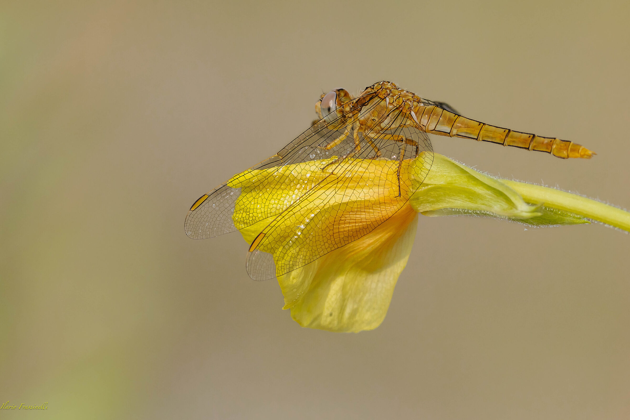 Orthetrum brunneum