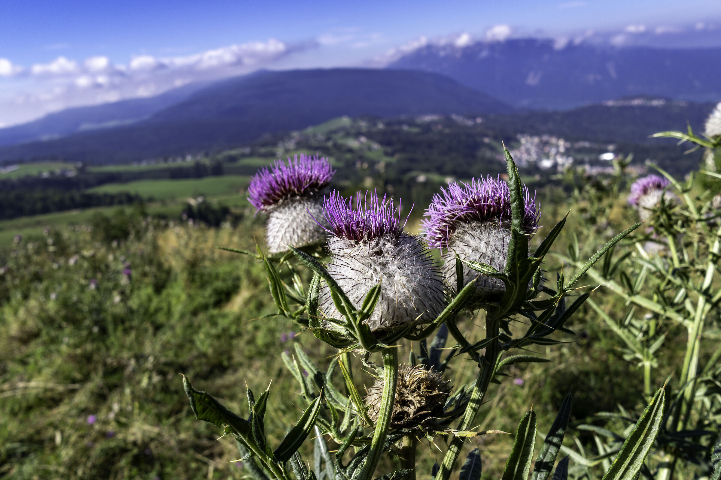 thistles in the mountains 2