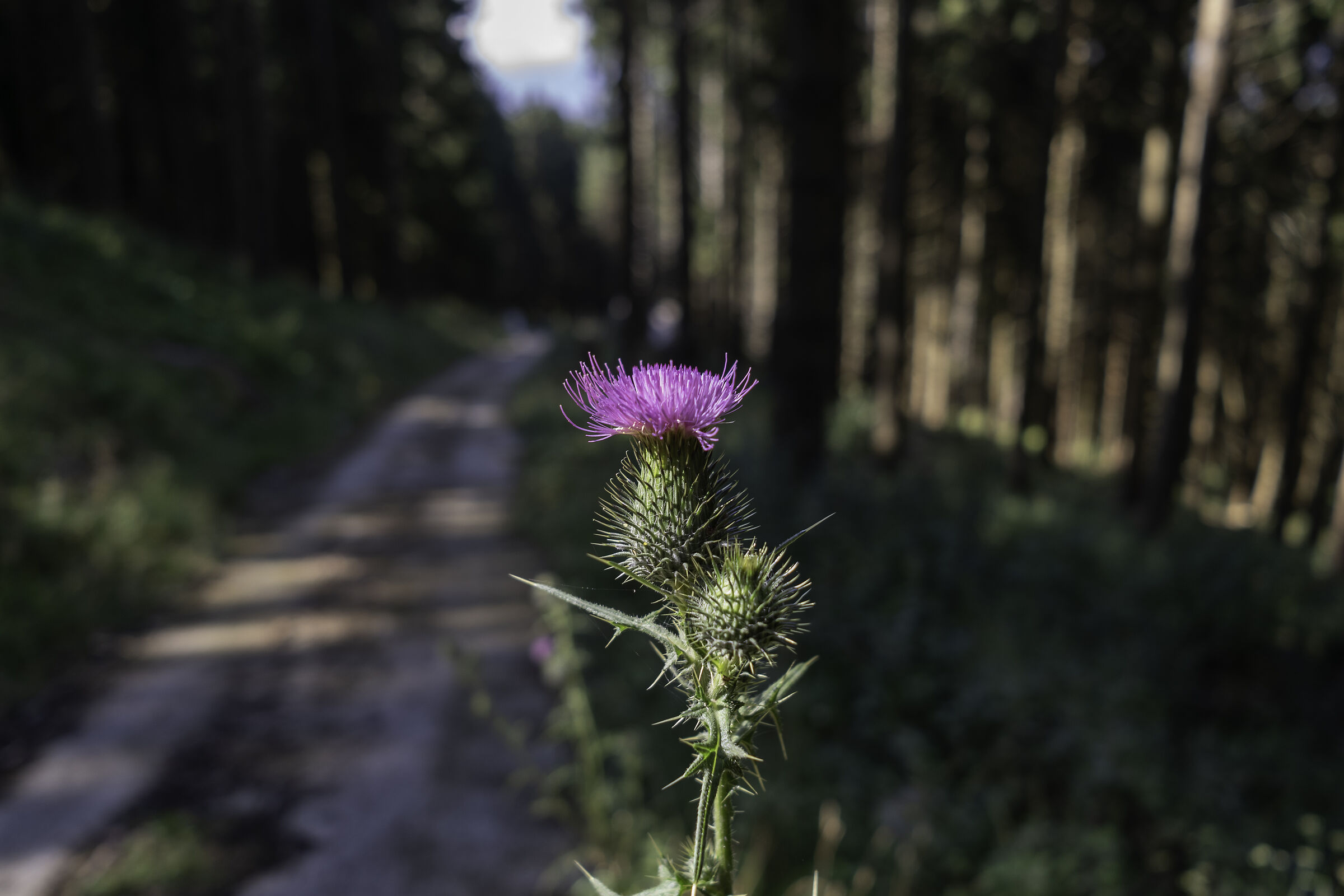 Cardi to Col Indes - Tambre
