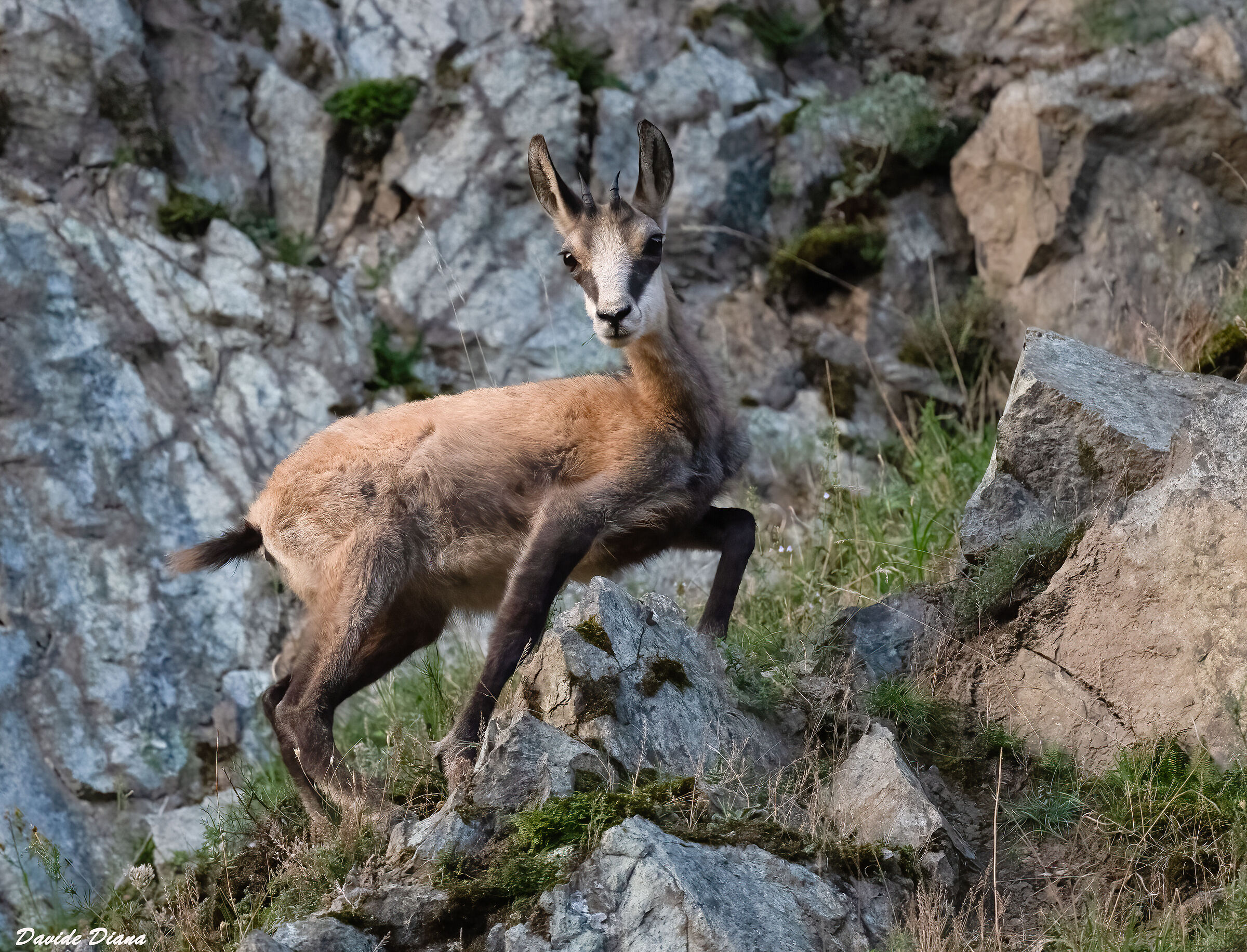 Chamois
