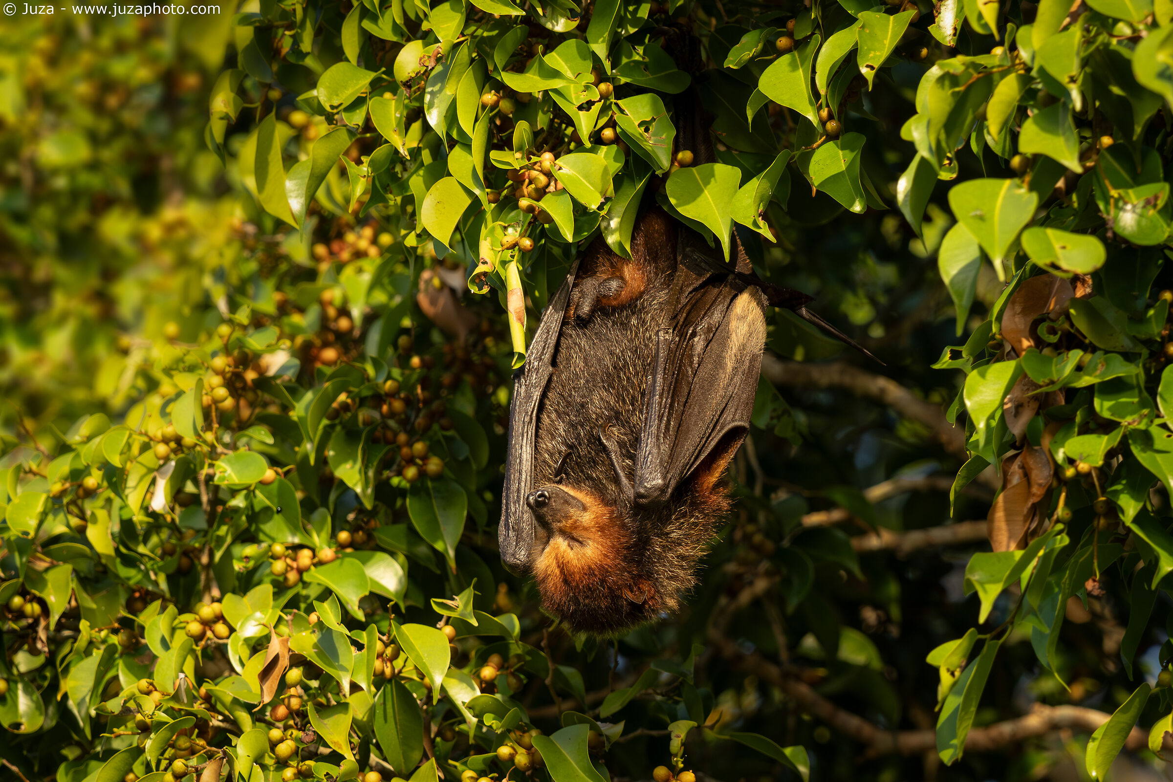 Mauritius flying fox (Pteropus niger)