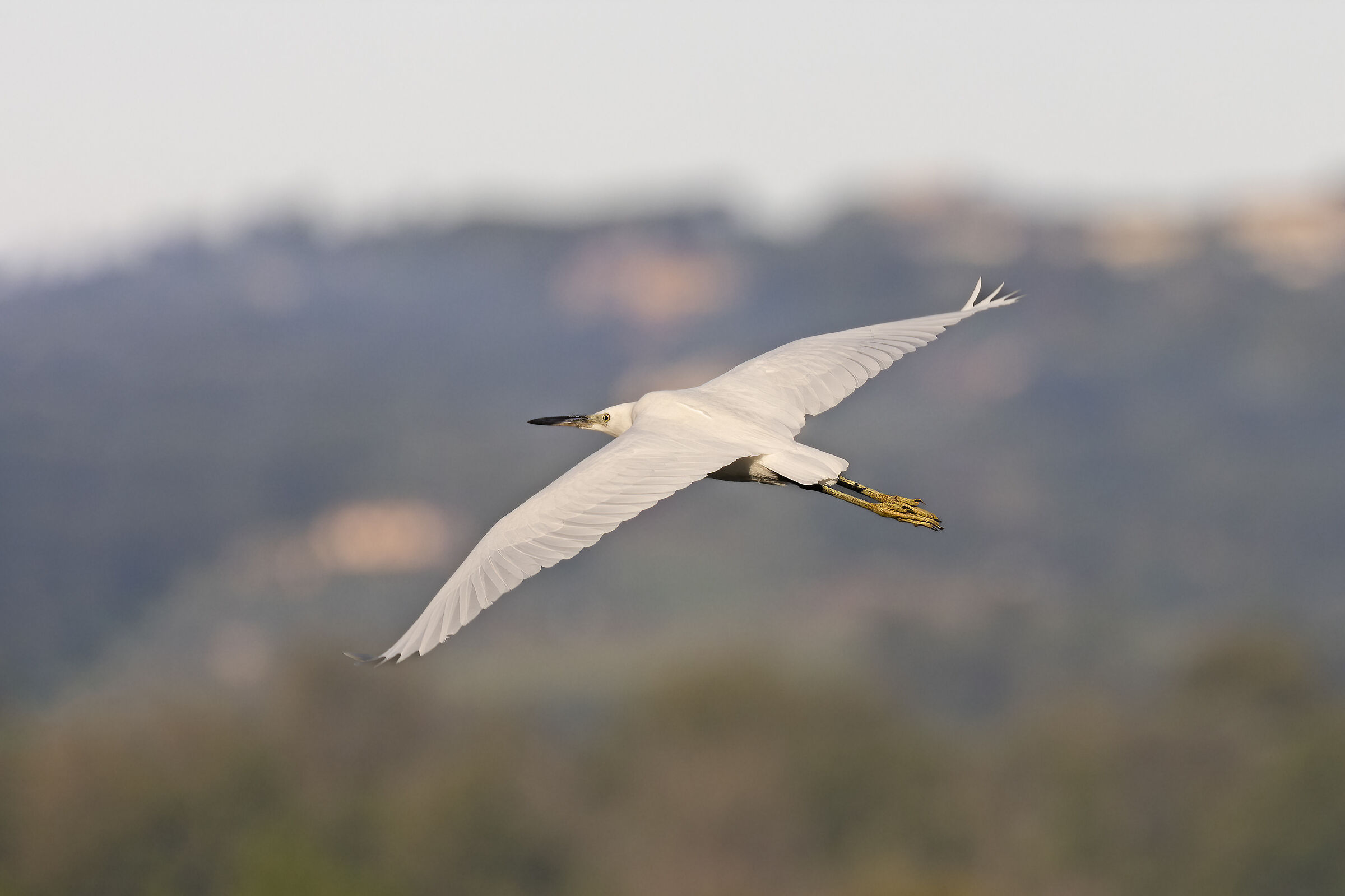 Garzetta in Volo
