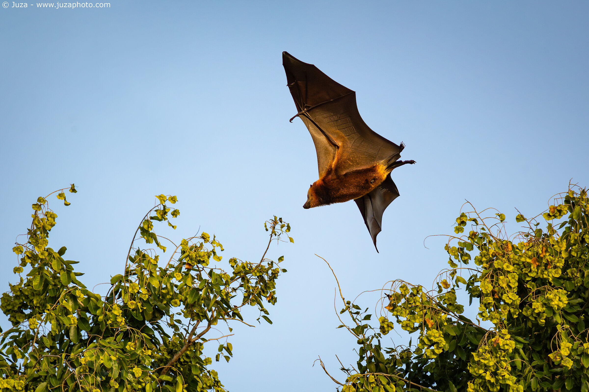 Pteropus niger in flight