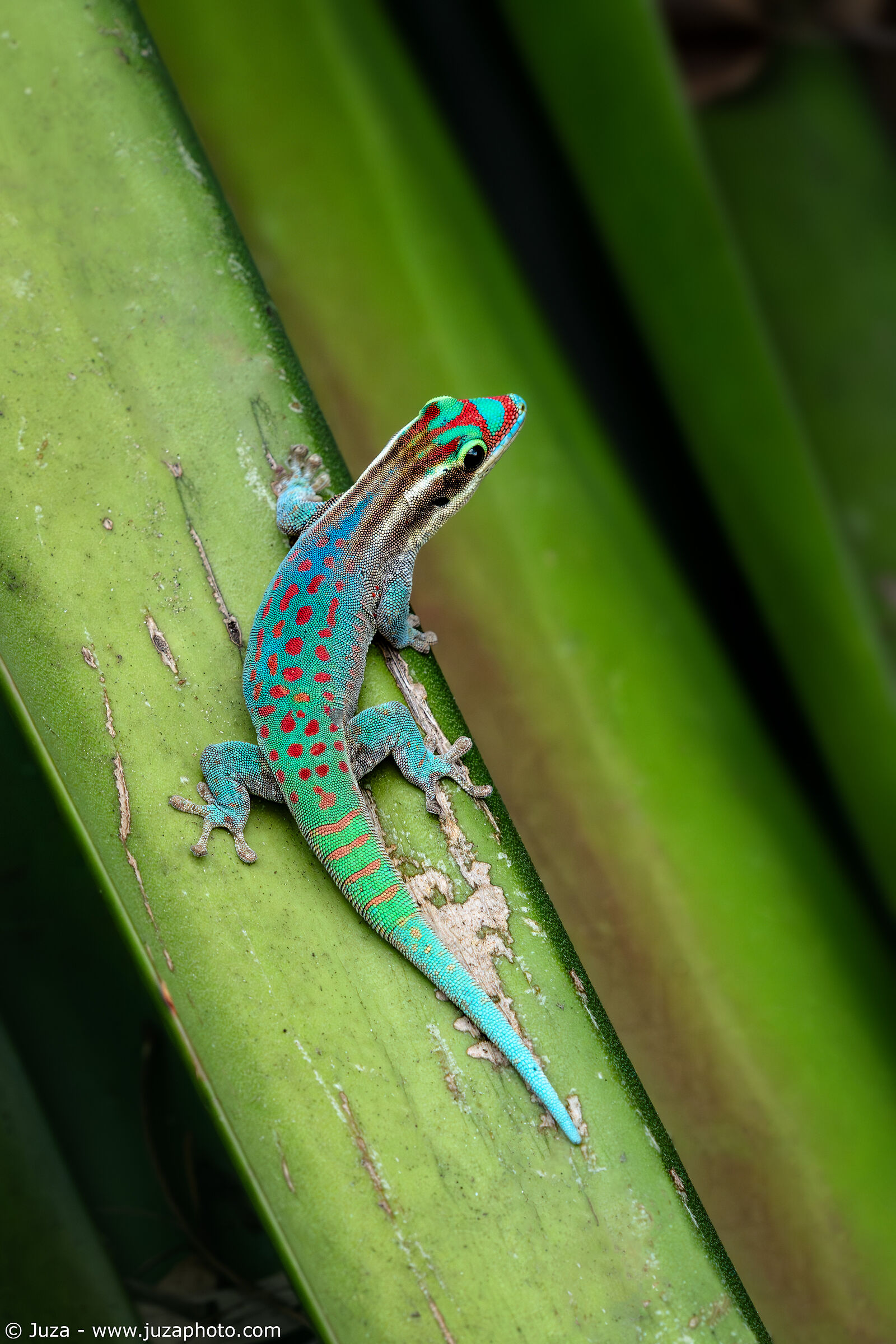 Ornate Day Gecko (Phelsuma ornata)