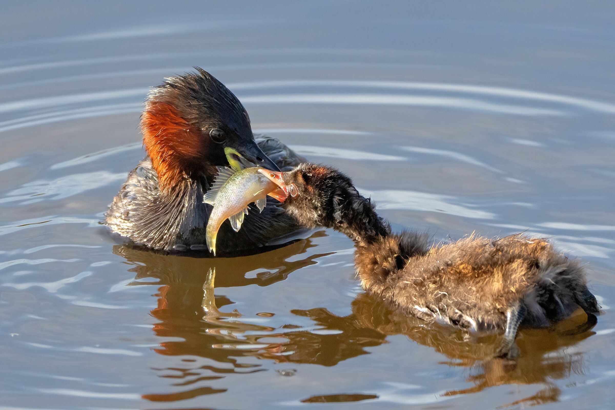 All with its little one