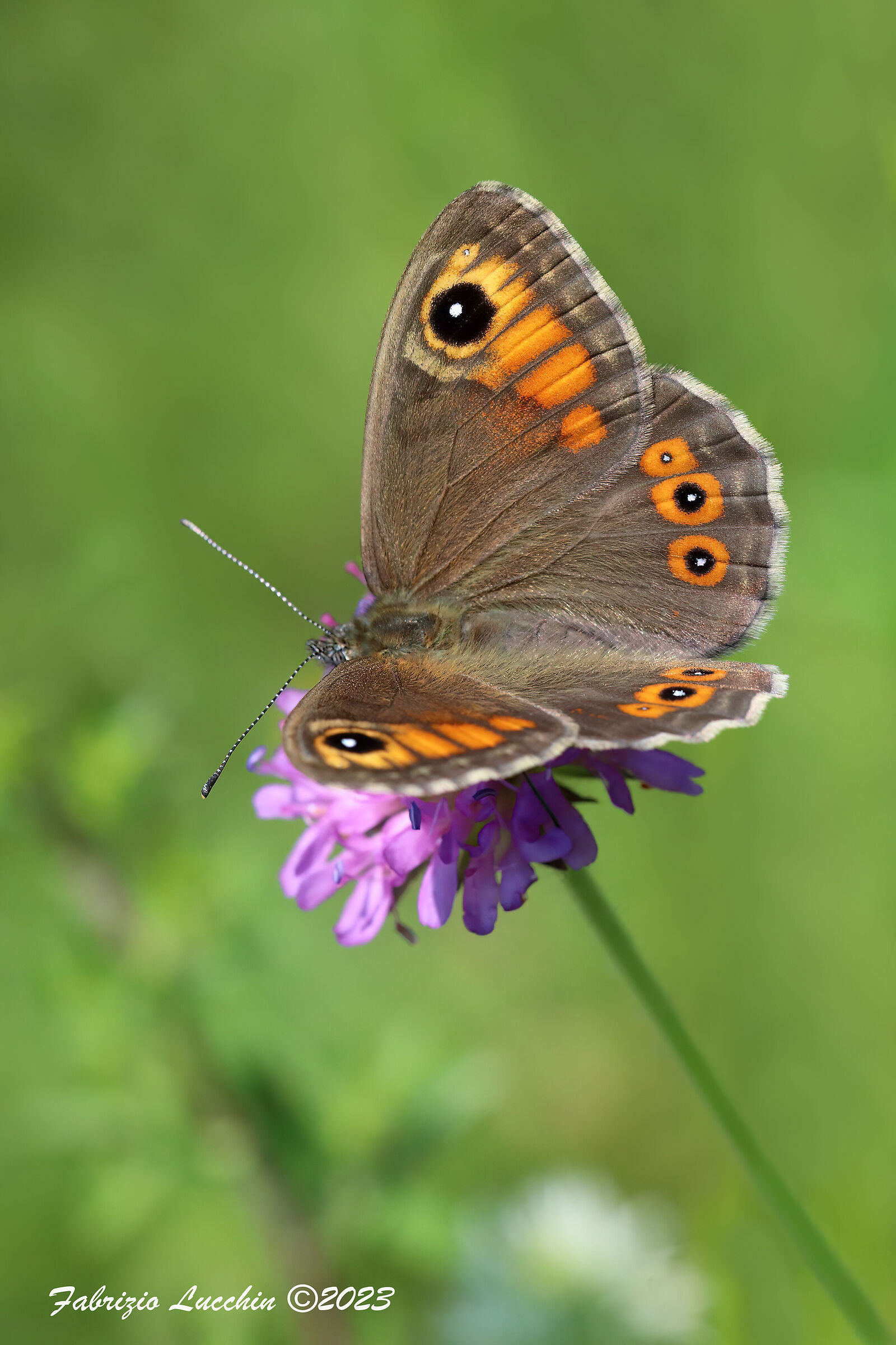 Lasiommata maera