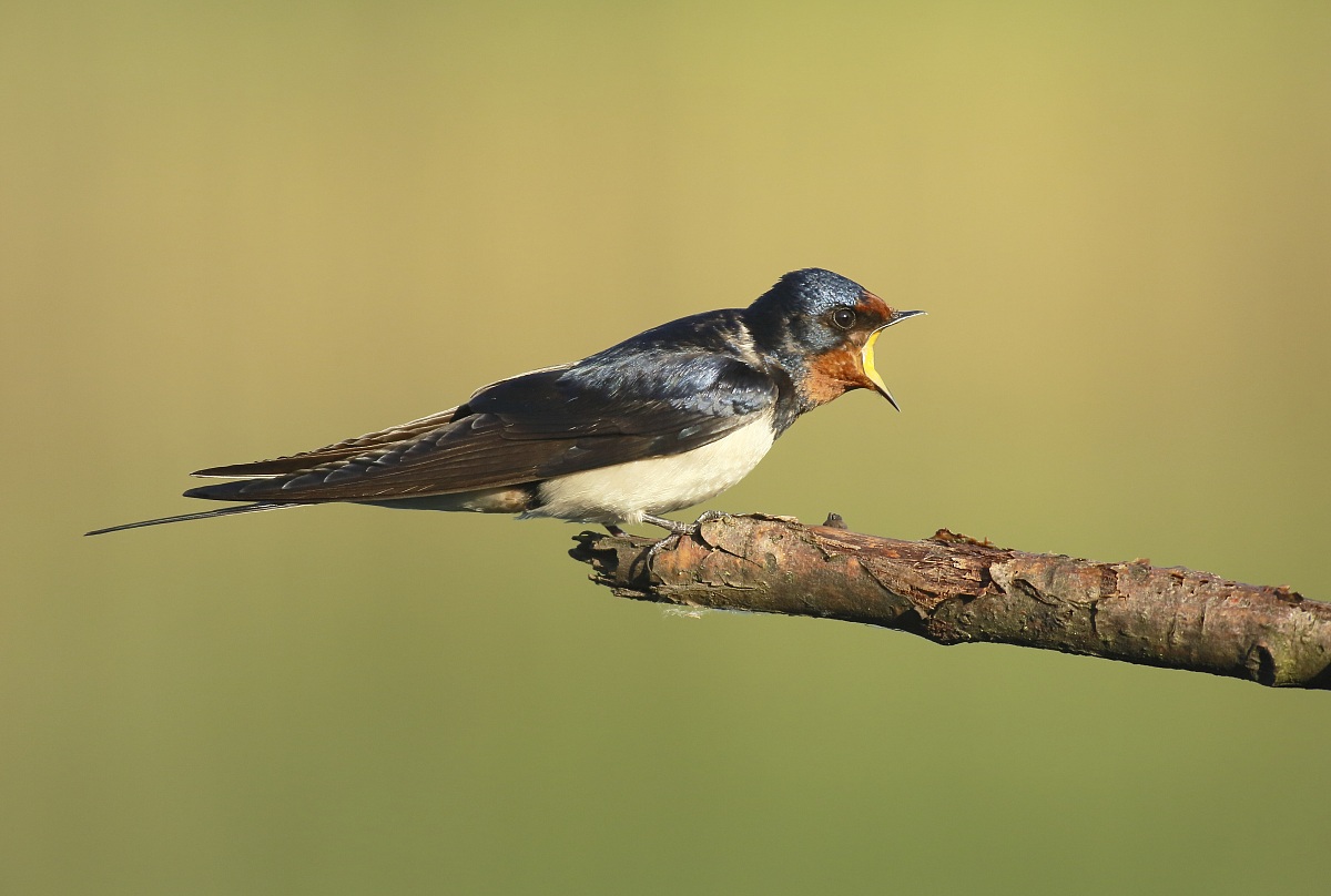 to force frequentar Warblers ...