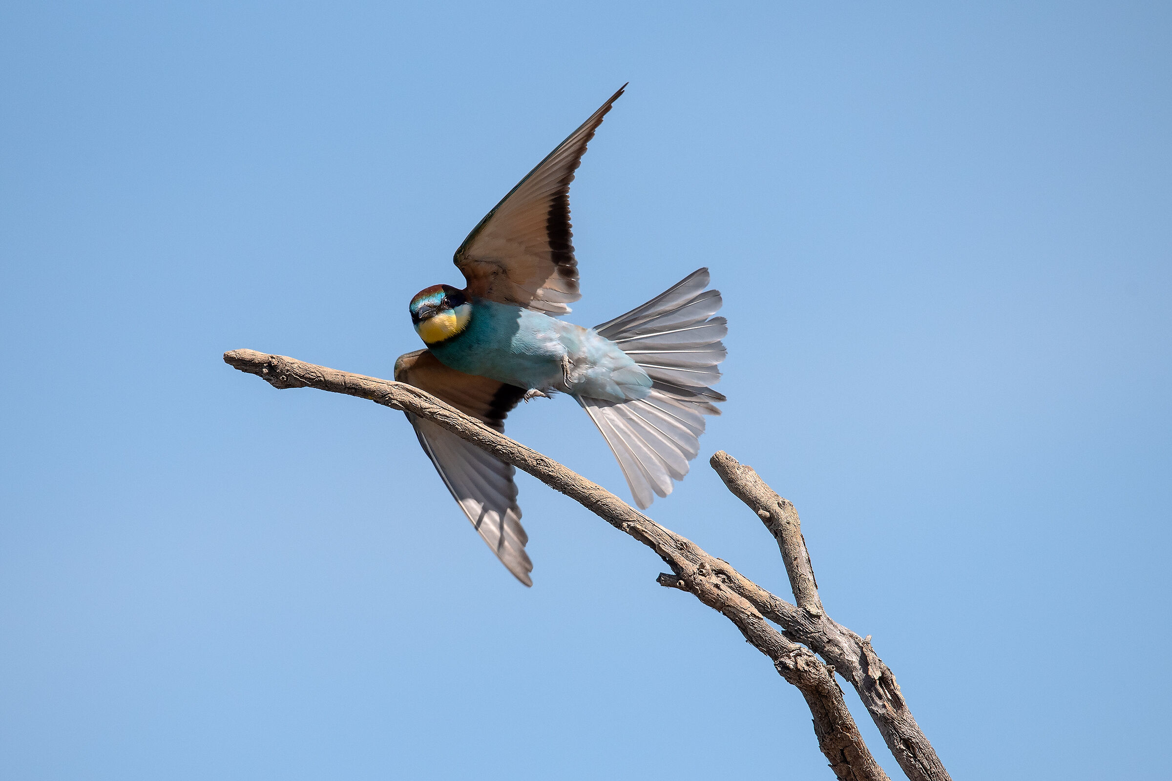 Bee-eater