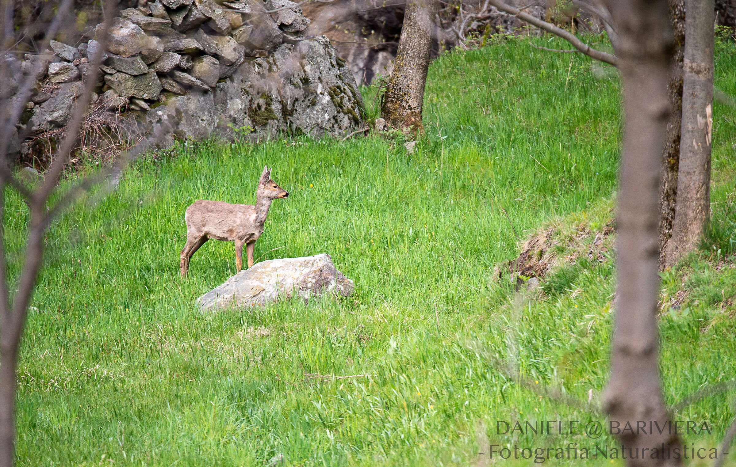 Young roe deer surprised