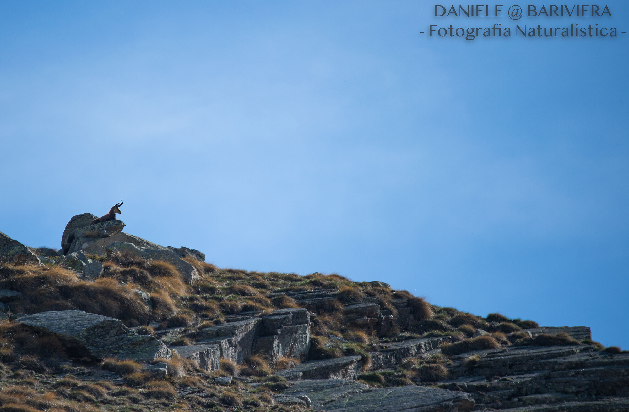 Camoscio in cima alla montagna