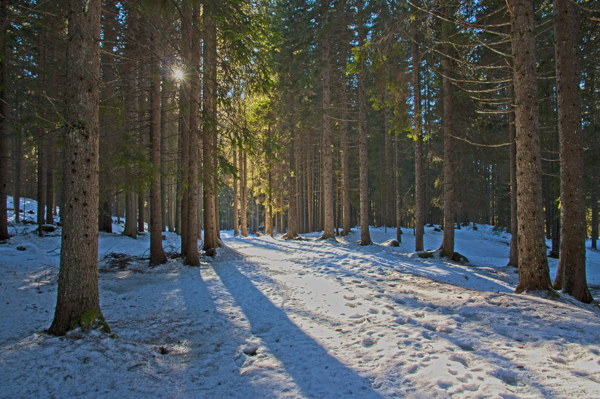 snowy forest