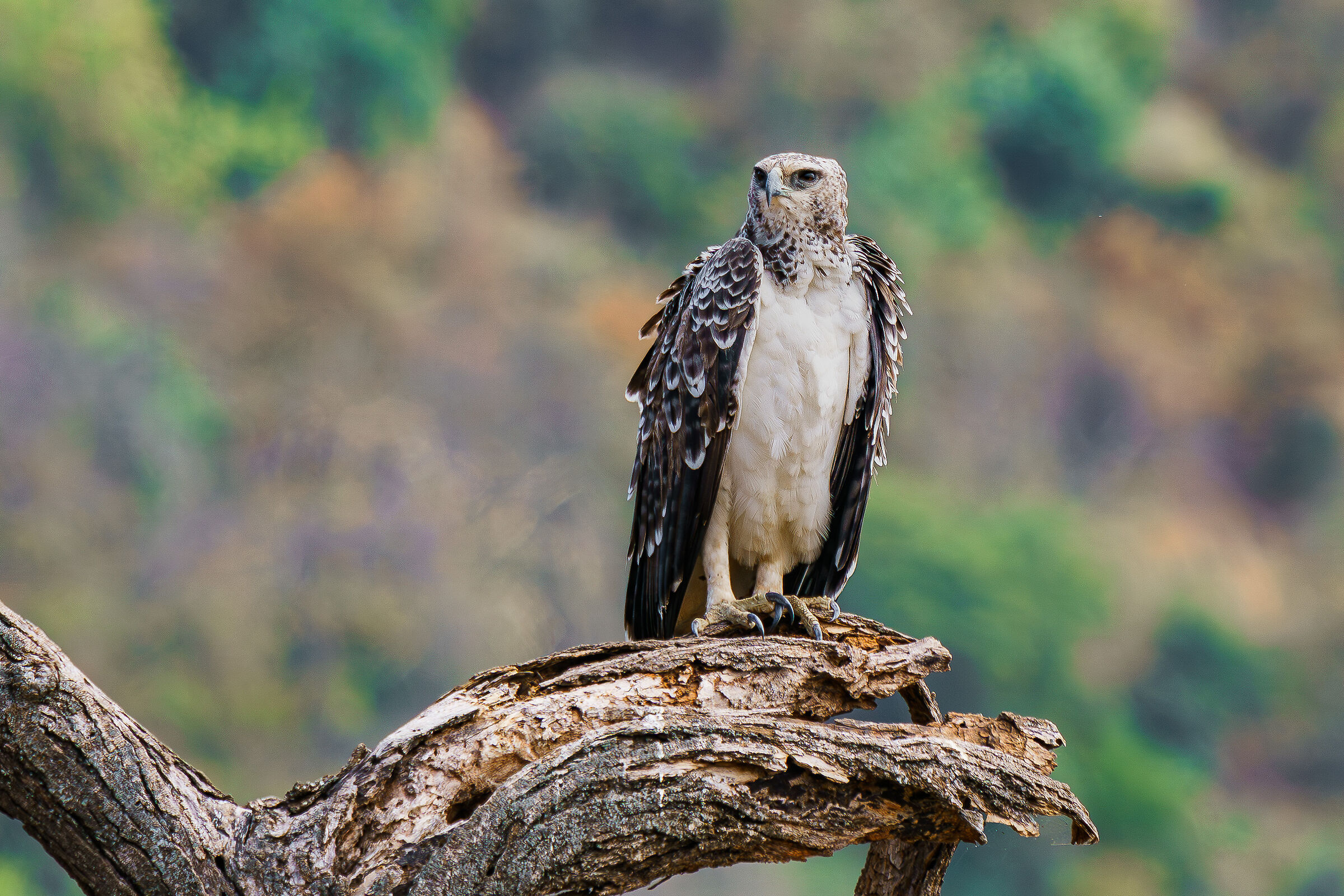 martial eagle