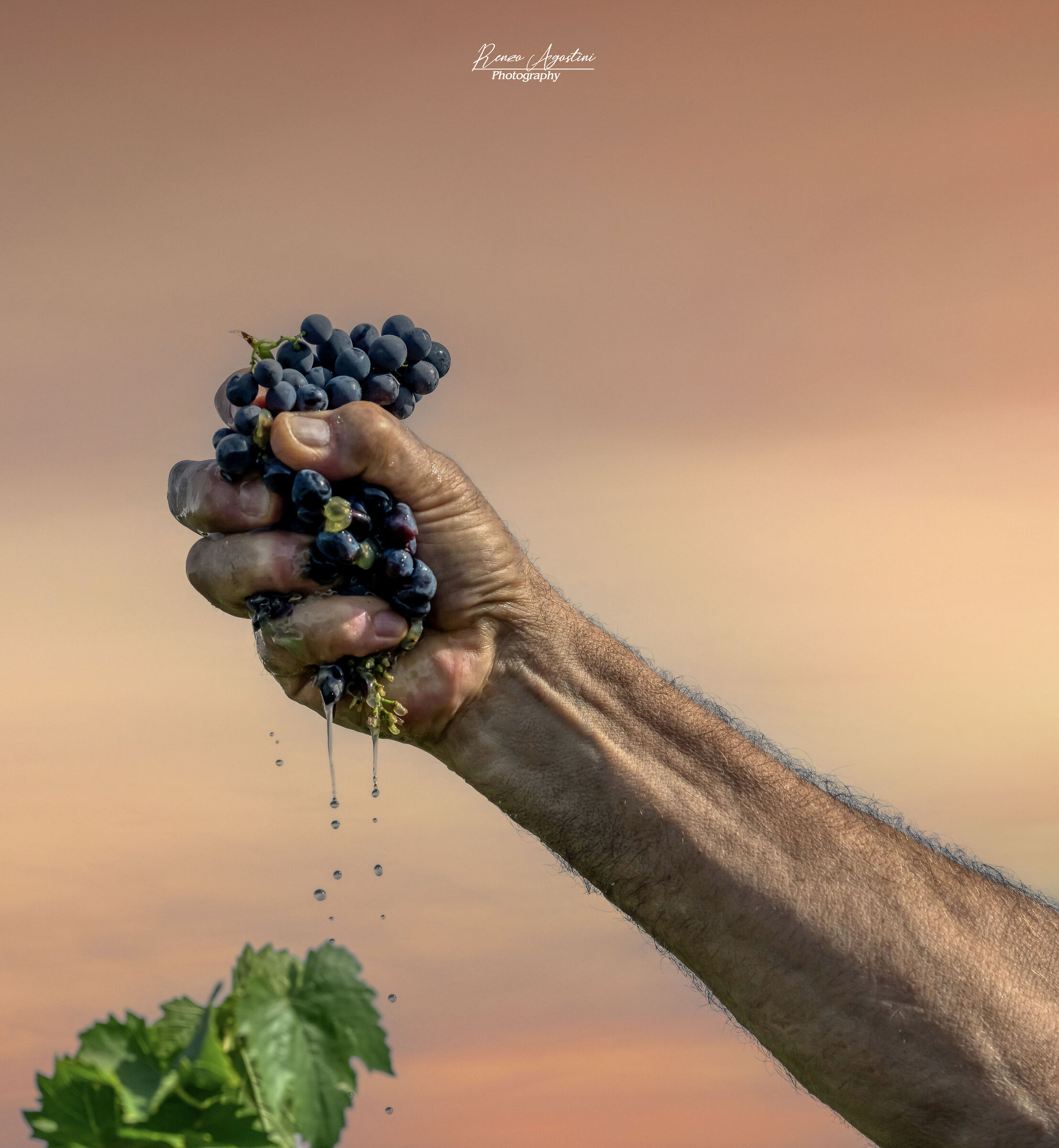 Tempi di vendemmia