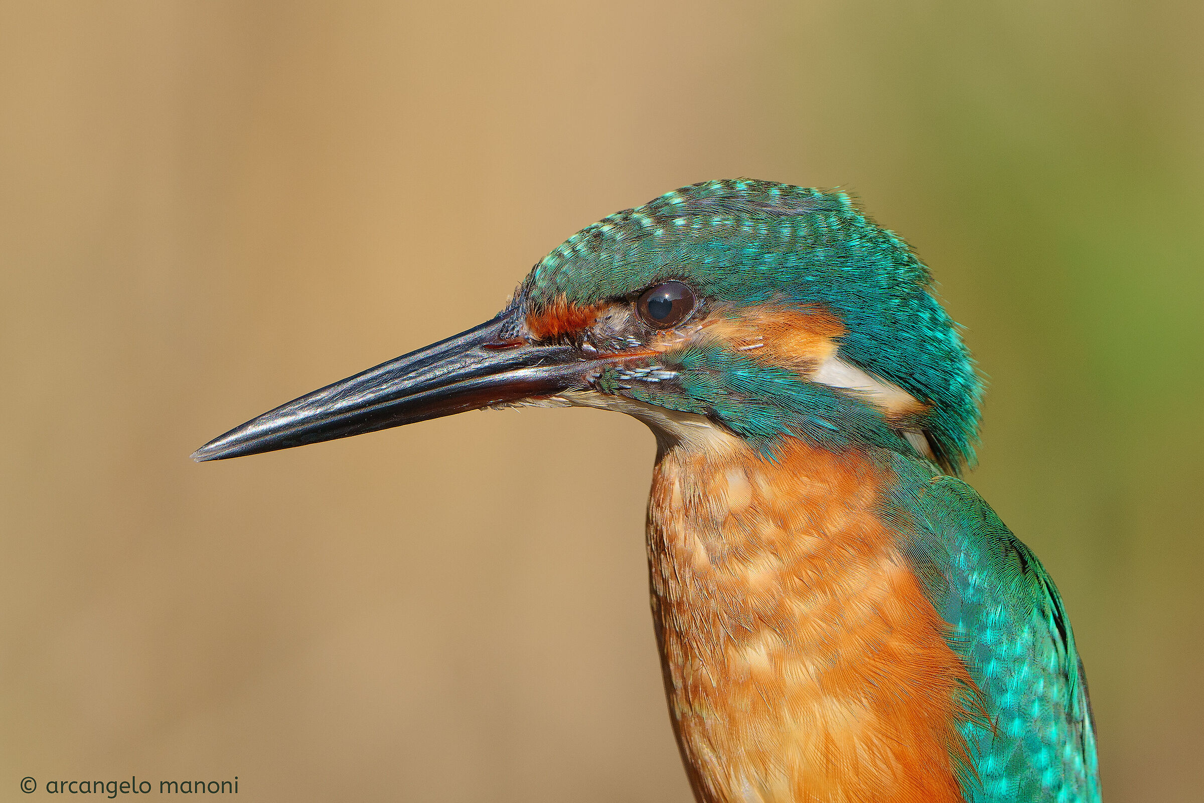 Ritratto al martino formato tessera