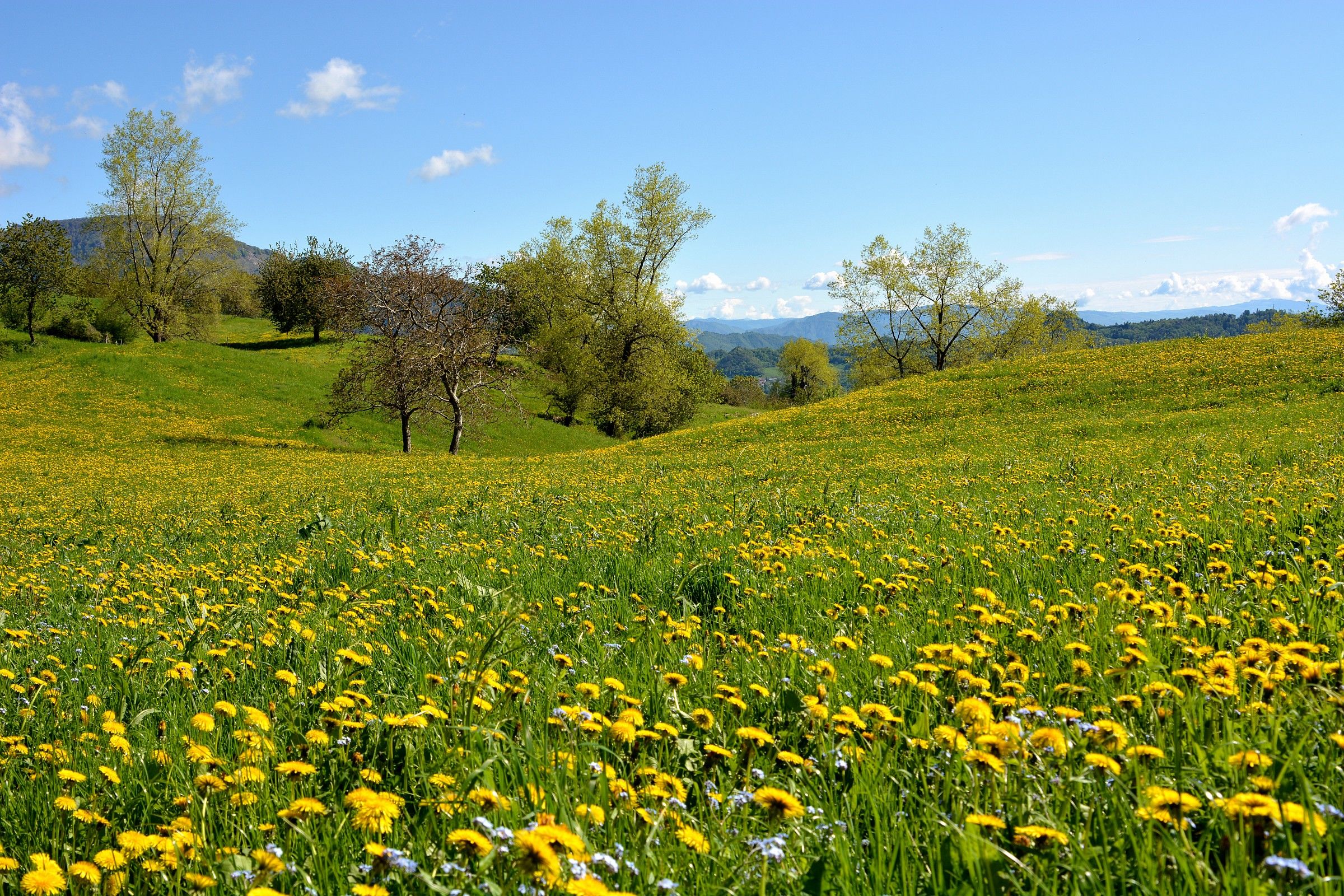 Bolca si tinge di giallo