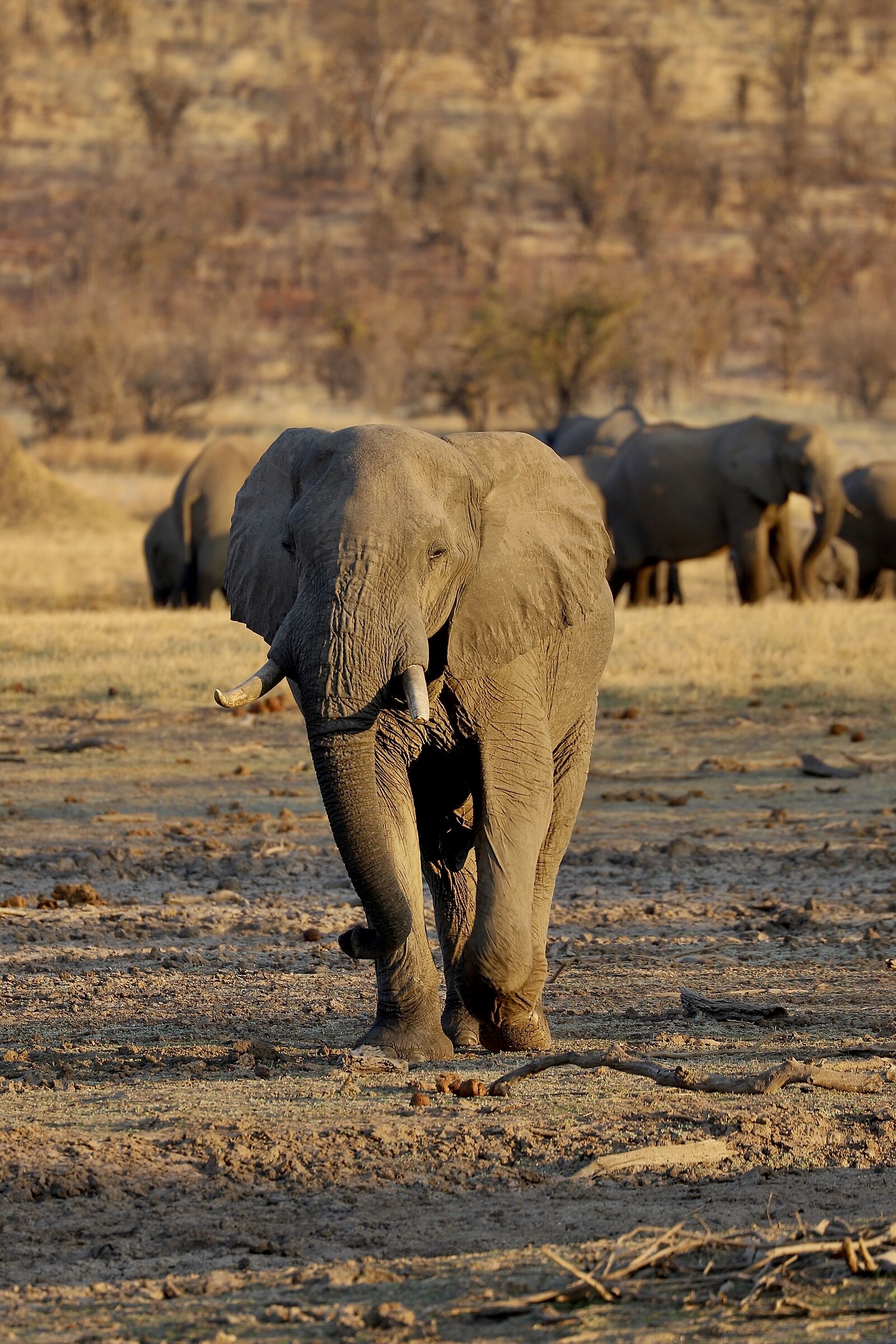 Curiosity of the elephant