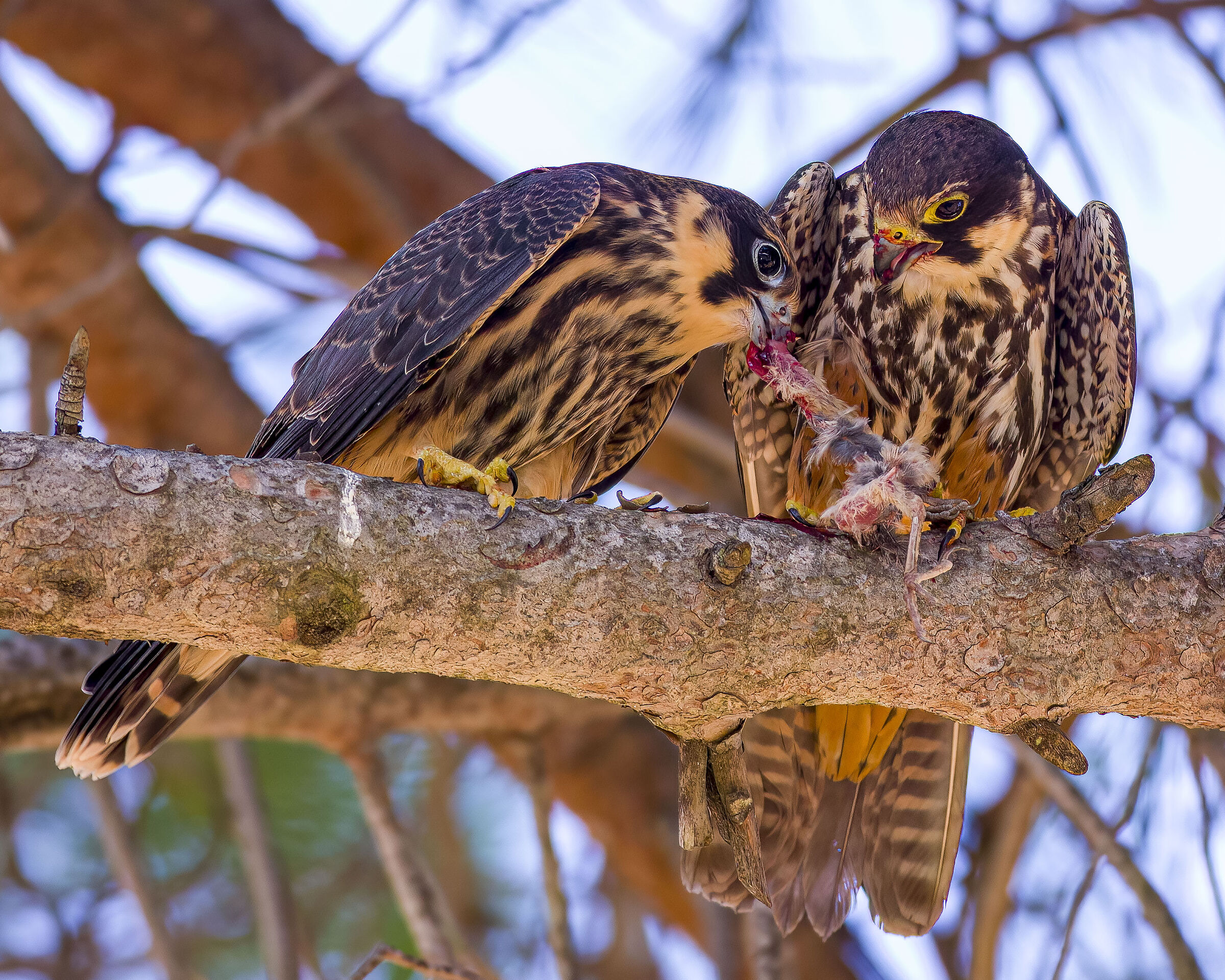 Lodolaio Adult and young with prey