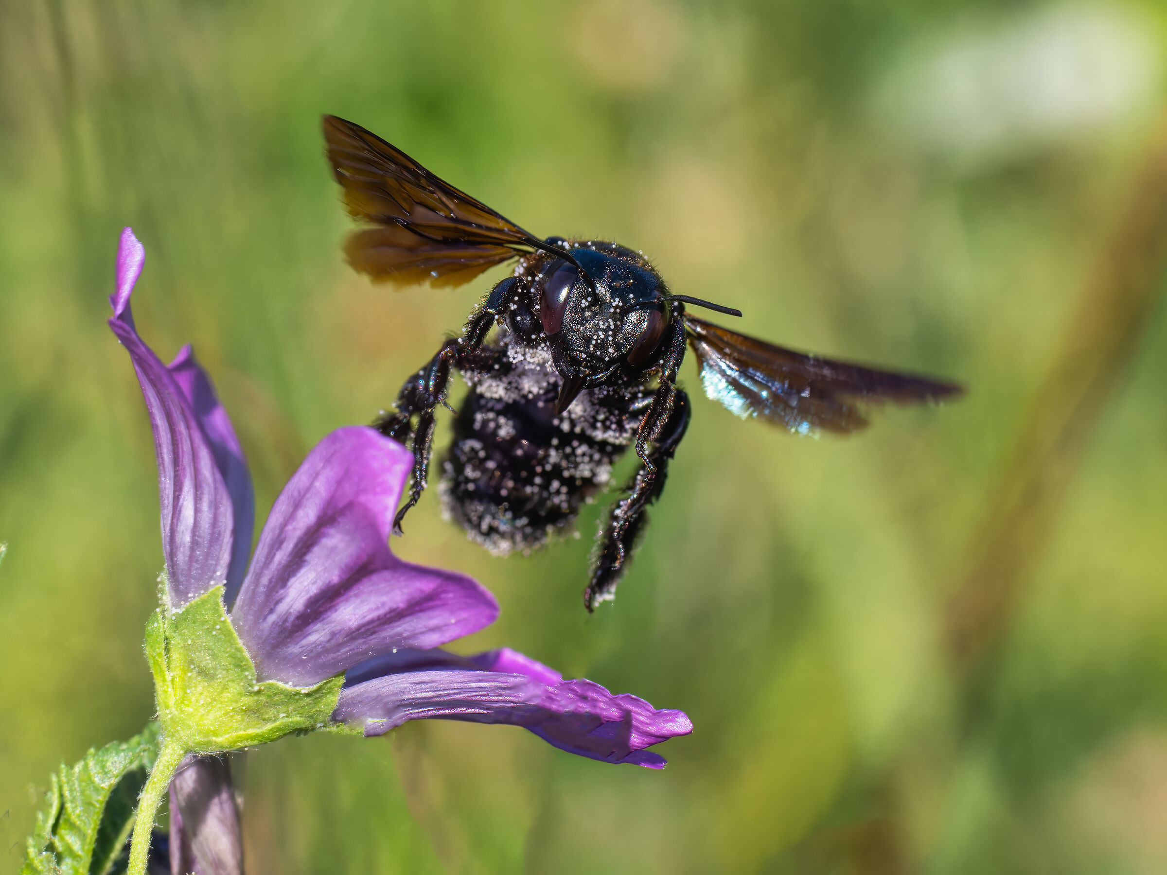 Xylocopa violacea - 1