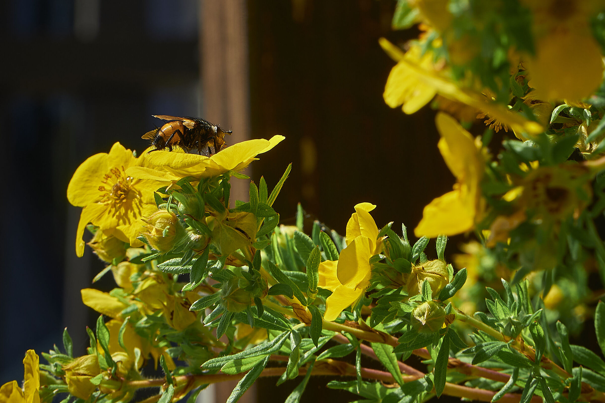 Insects