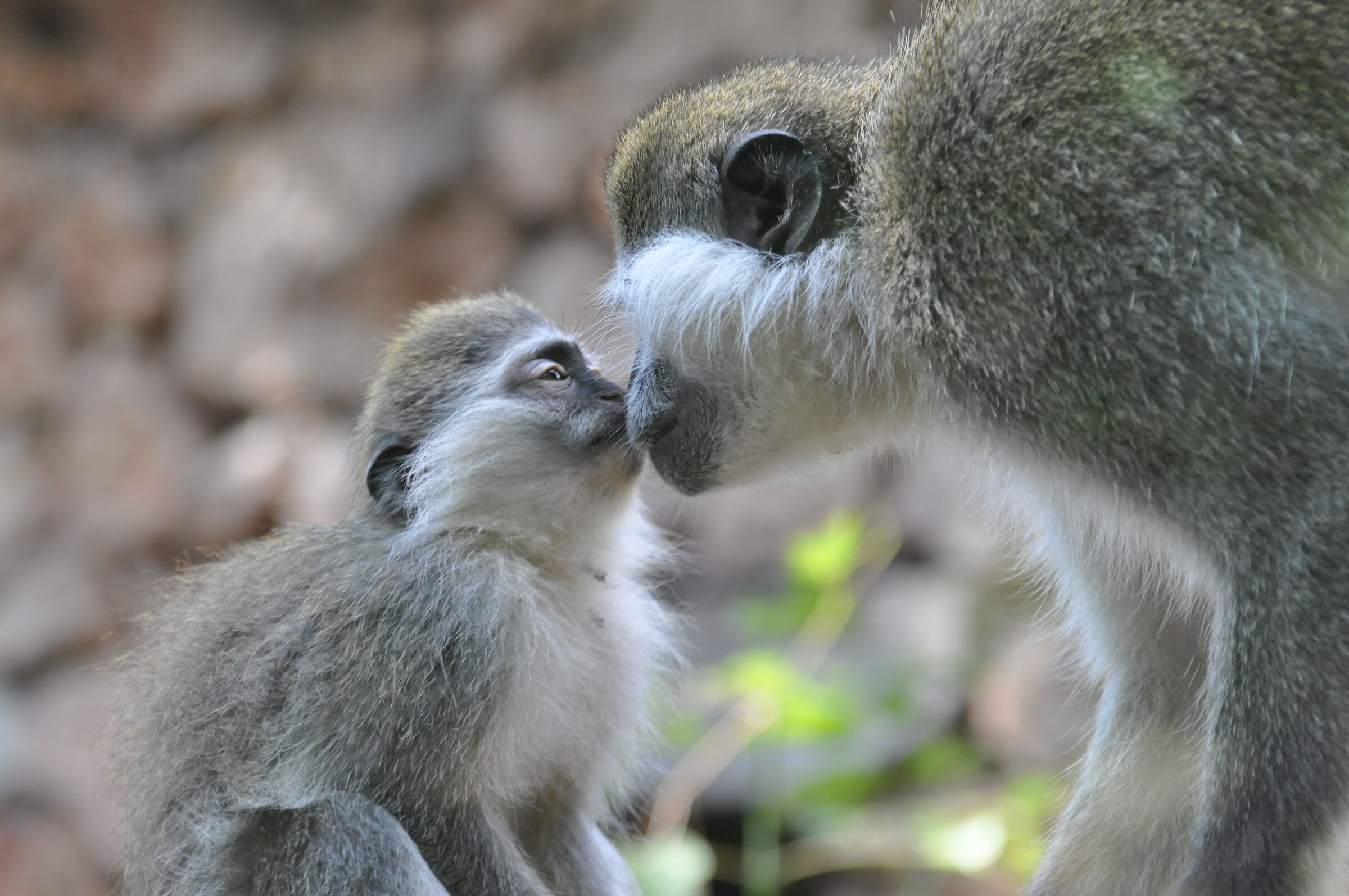 A very tender kiss ...