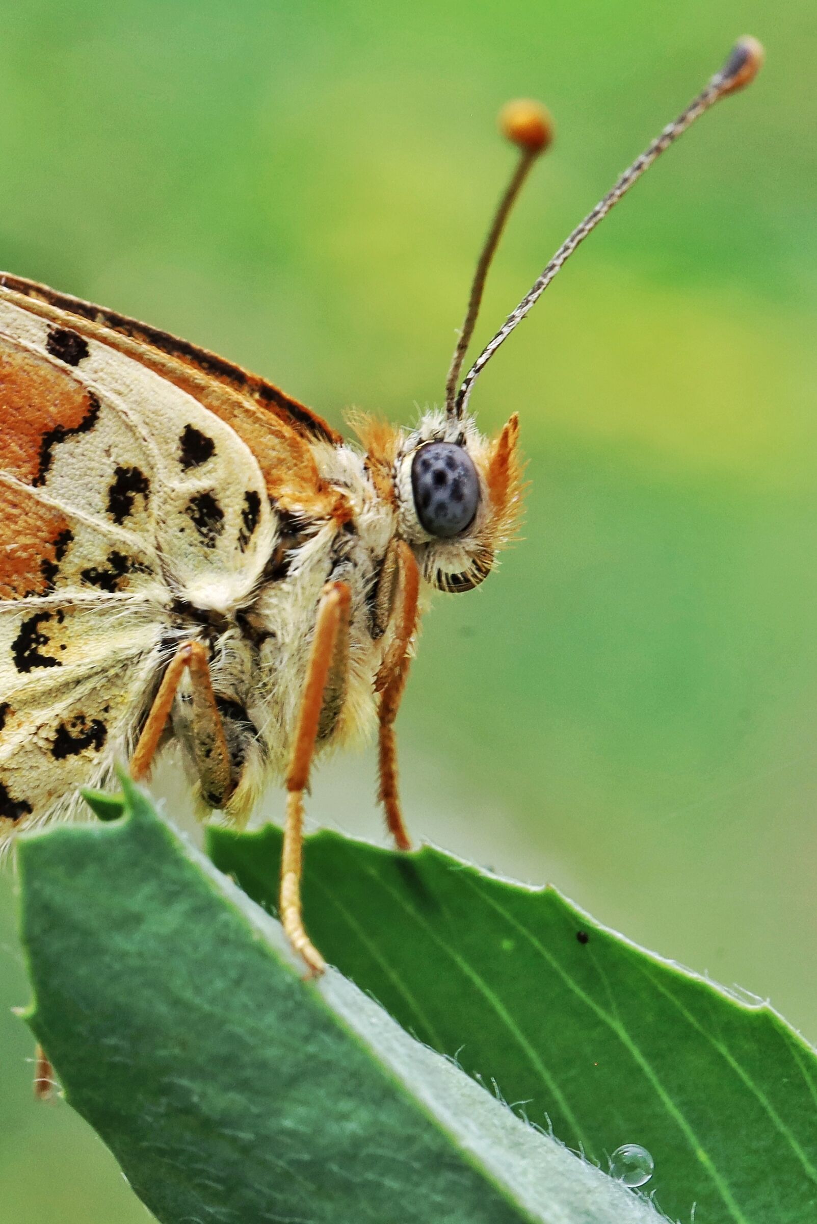 Melitaea didyma