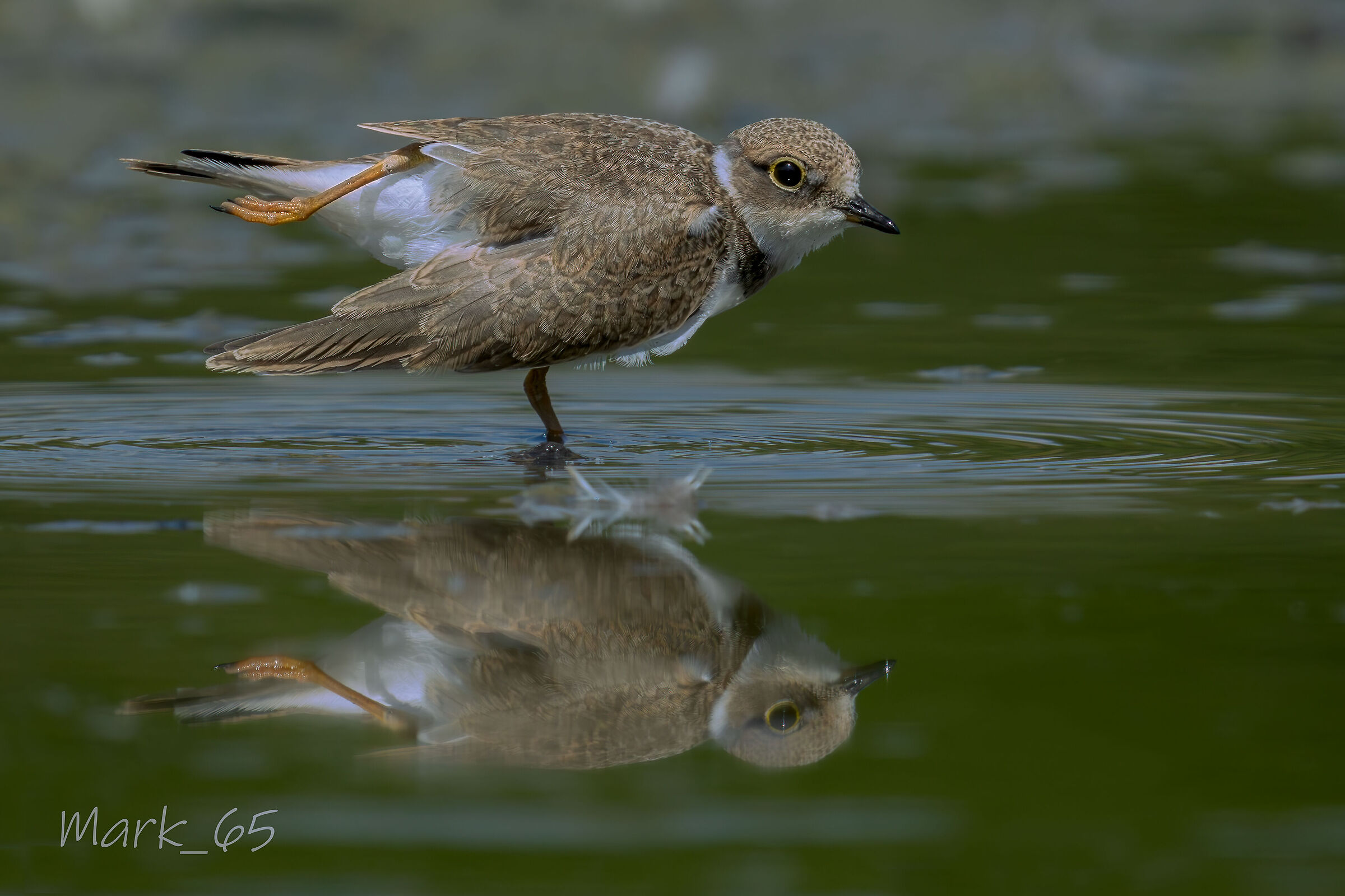 little ringed plover