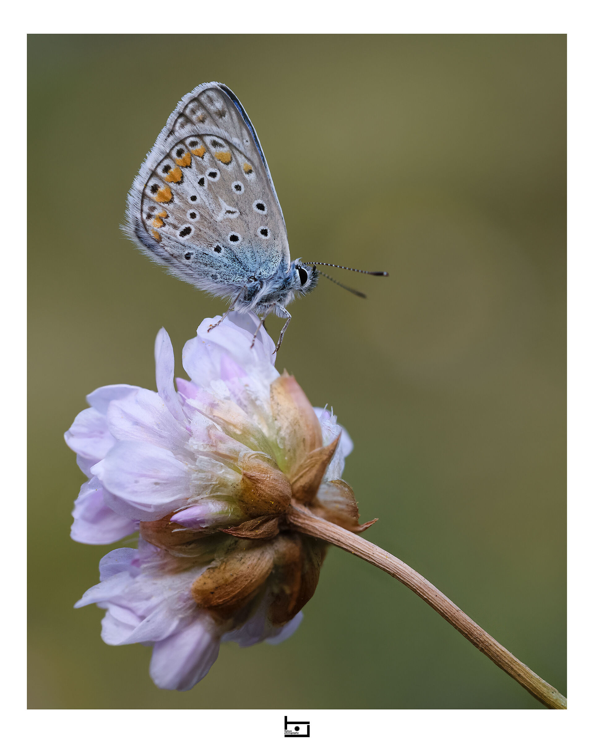 Polyommatus thersites