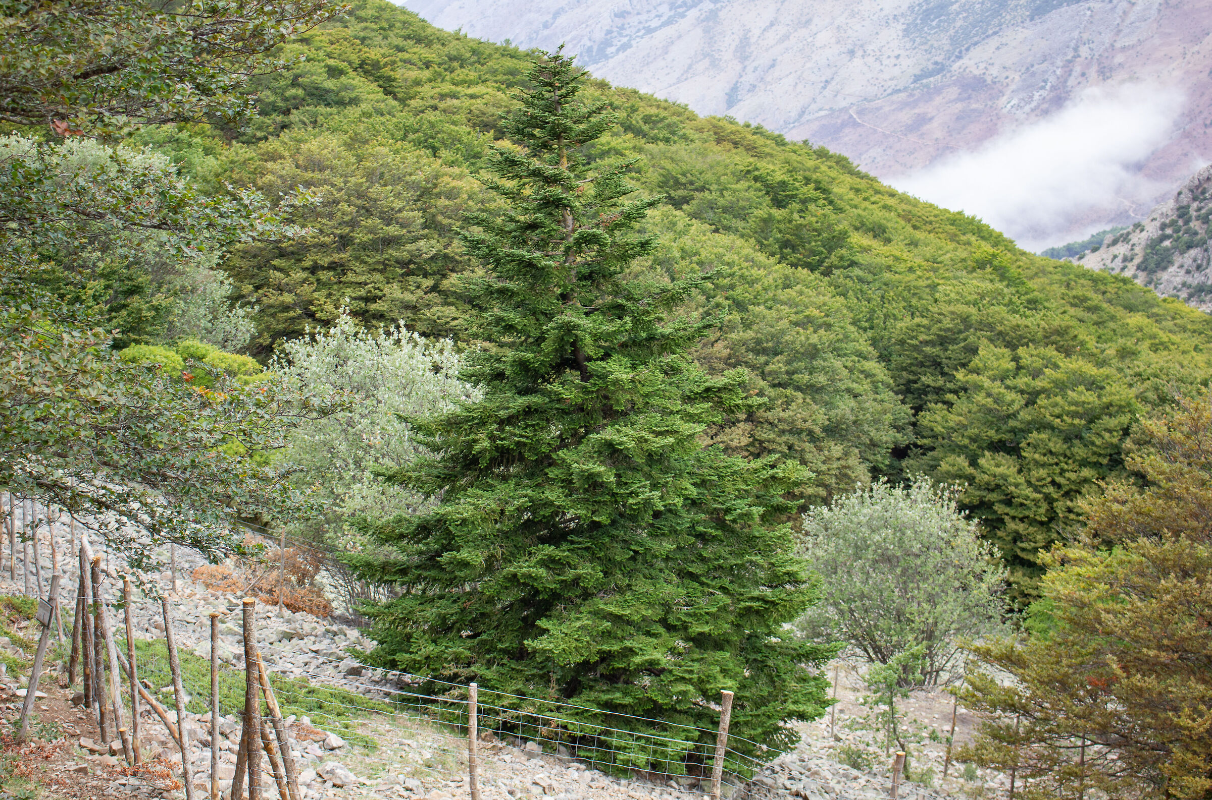 L'Abies nebrodensis, un relitto dell'era glaciale